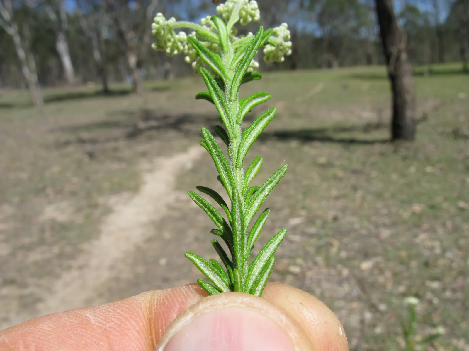 Pink Rice Flower (Ozothamnus Diosmifolius) — shrub with pink and white blooms