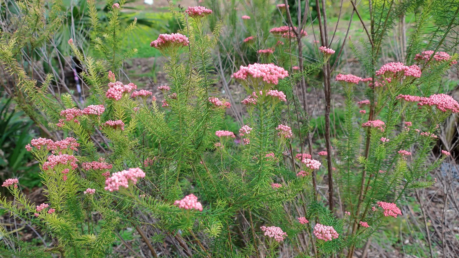 Pink Rice Flower (Ozothamnus Diosmifolius) — making it a low-maintenance choice for accent or mass planting; narrow leaves that embellish the shrub, image 58