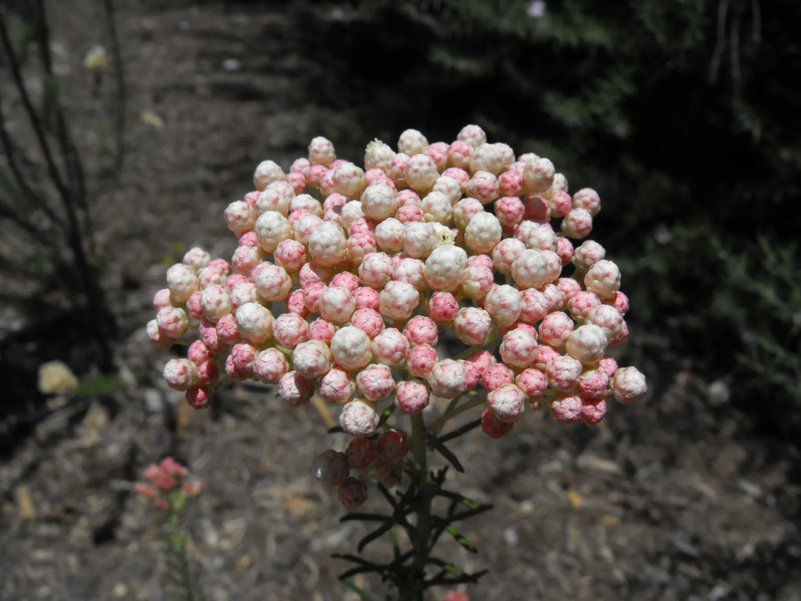 Pink Rice Flower (Ozothamnus Diosmifolius) — the Pink Rice Flower comes alive with dense clusters of tiny; pink and white flowers in the garden