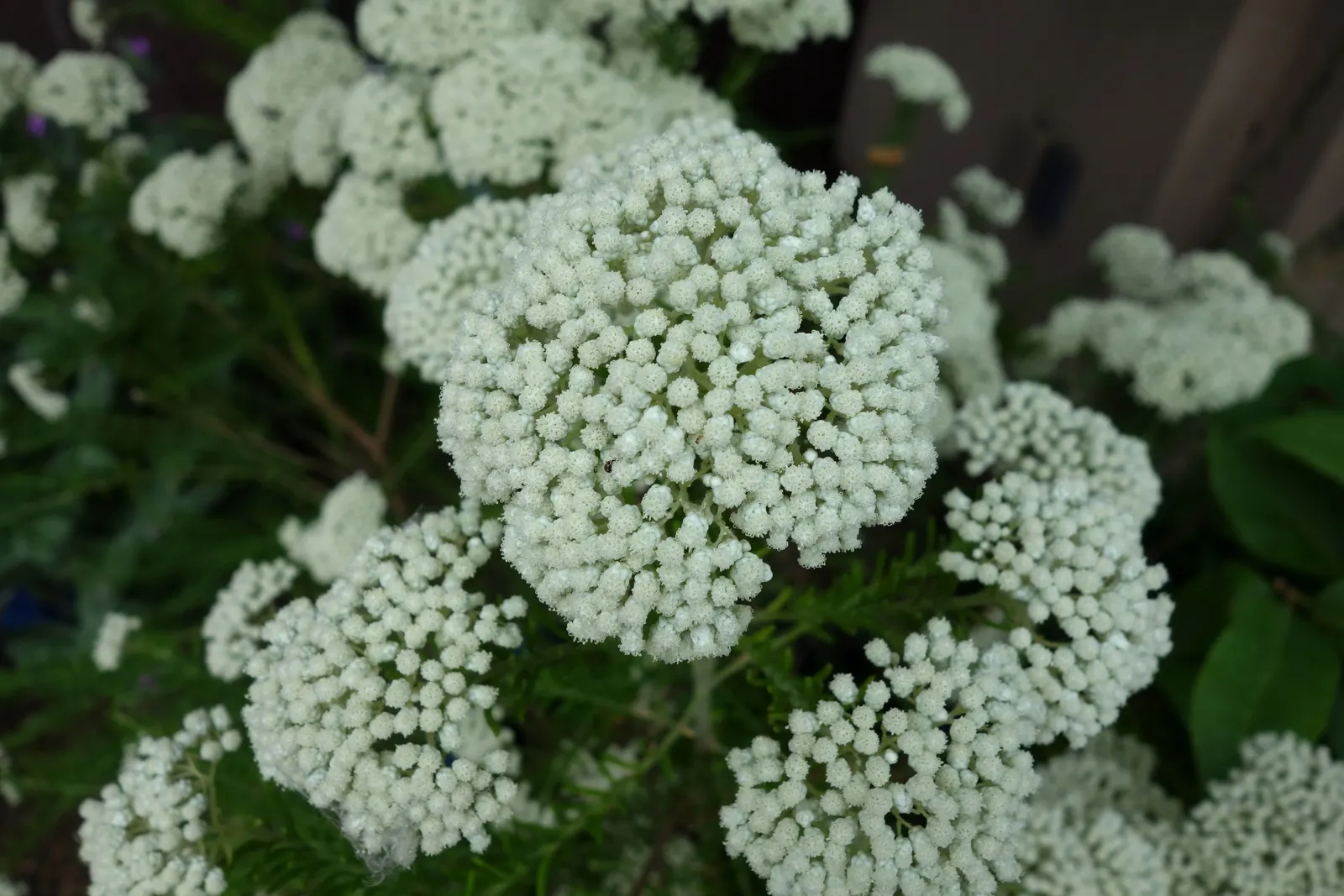 Pink Rice Flower (Ozothamnus Diosmifolius) — Ozothamnus diosmifolius is notably drought-tolerant; shrub for full