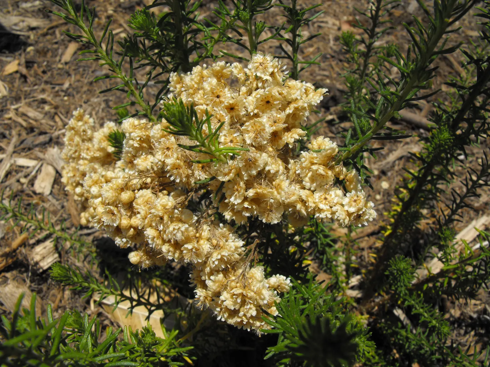 Pink Rice Flower (Ozothamnus Diosmifolius) — pink blooms that resemble grains of rice; it adapts well to well-draining soils and is drought-tolerant once