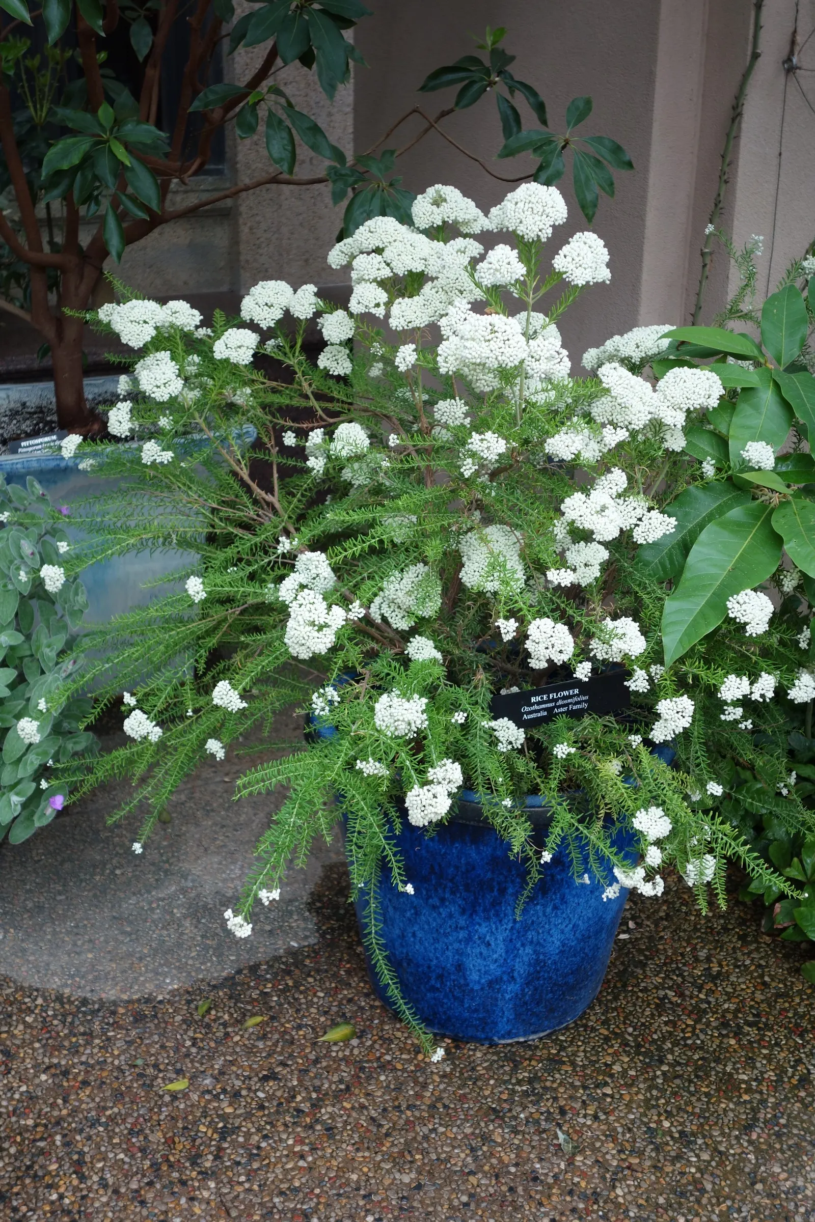 Pink Rice Flower (Ozothamnus Diosmifolius) — making it a low-maintenance choice; scientifically termed Ozothamnus diosmifolius
