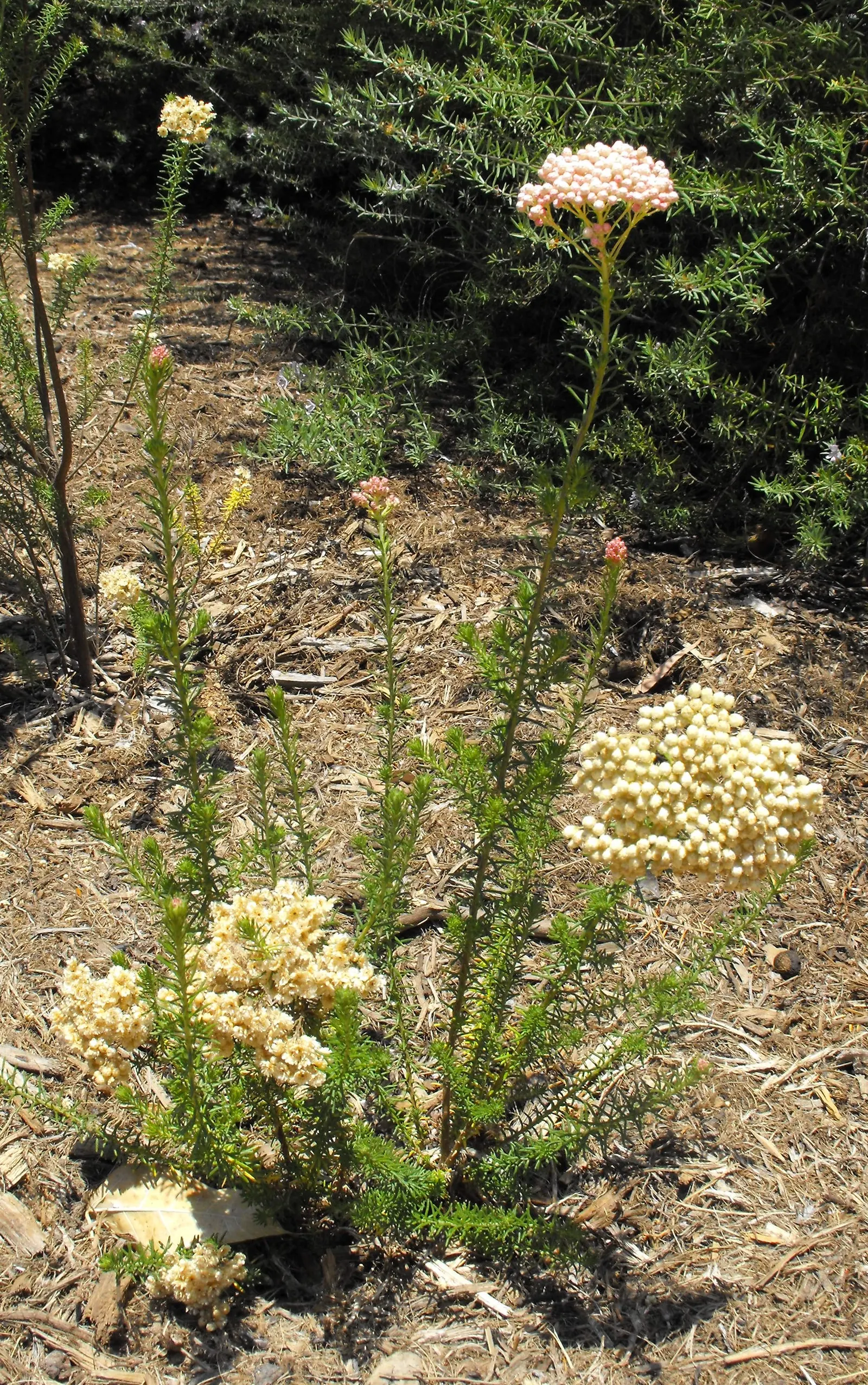 Pink Rice Flower (Ozothamnus Diosmifolius) — although partial shade is tolerable; ozothamnus diosmifolius is notably drought-tolerant