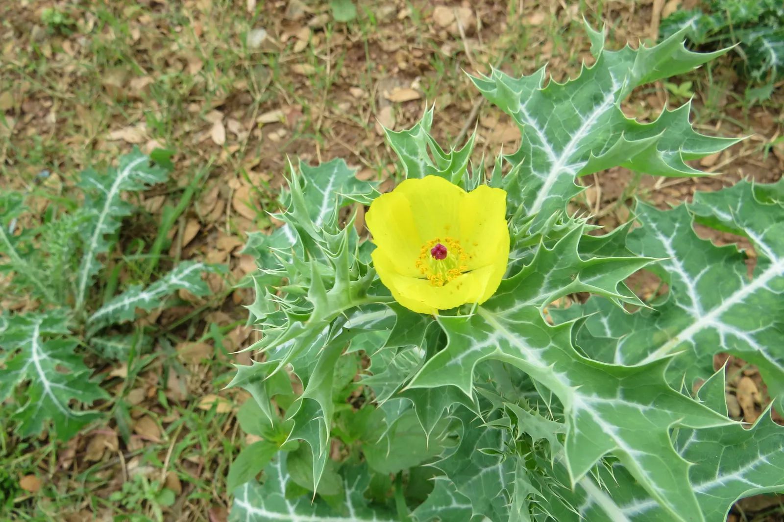 Prickly Poppy (Argemone Munita) — are large with a diameter ranging from 3 to 6 inches