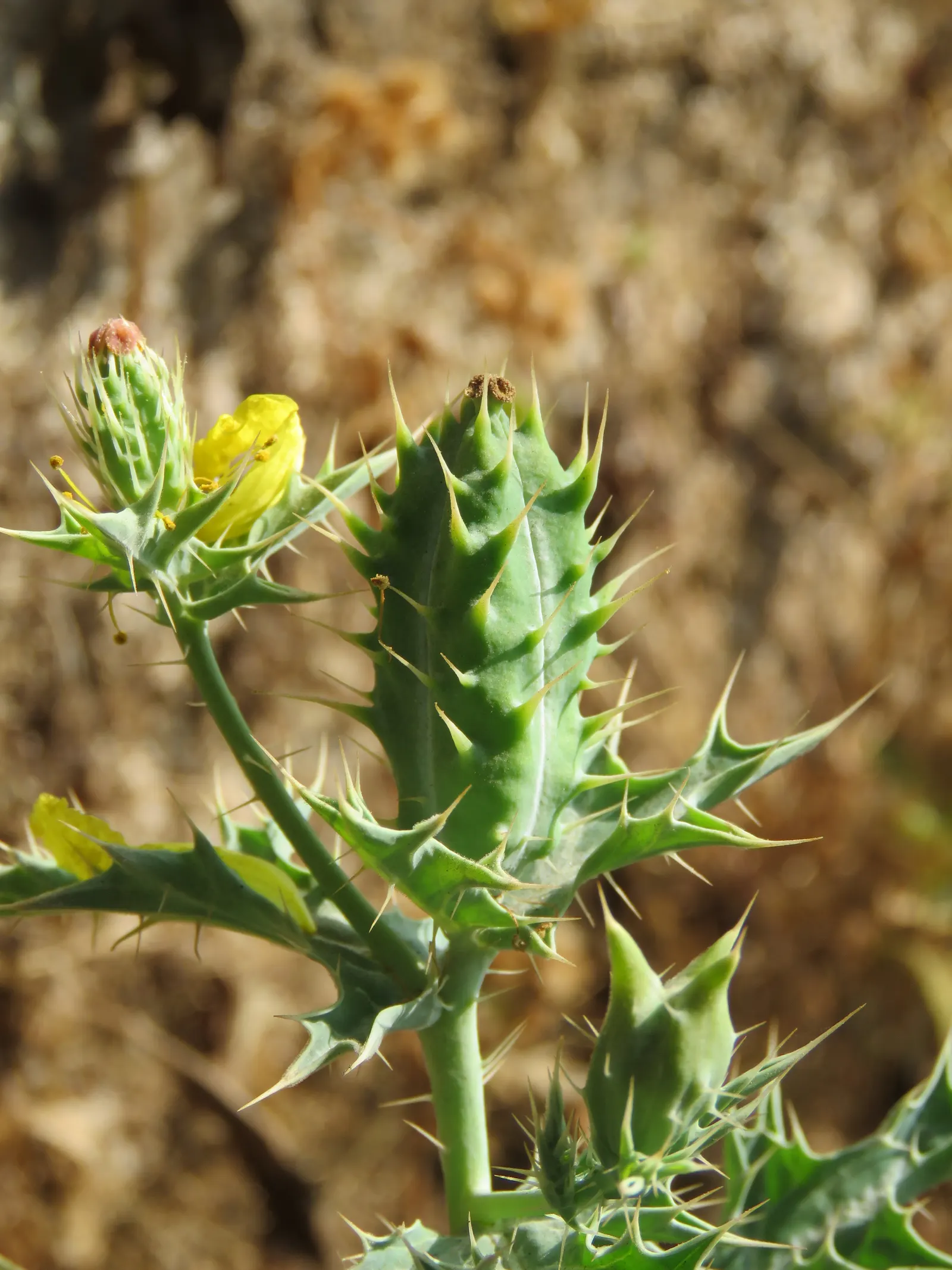 Prickly Poppy (Argemone Munita) — annual / perennial with multi-colored and white blooms; its leaves and stems are covered with spiny prickles