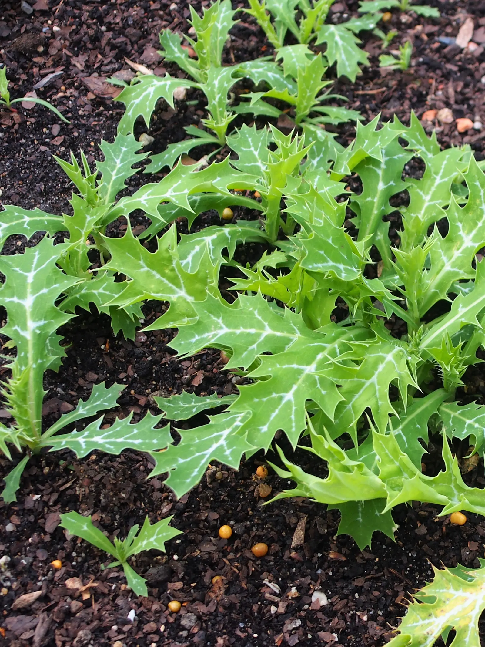 Prickly Poppy (Argemone Munita) — white to yellow flowers up to 6in across atop blue-green; the Prickly Poppy can thrive in USDA zones 7 through 10, image 81