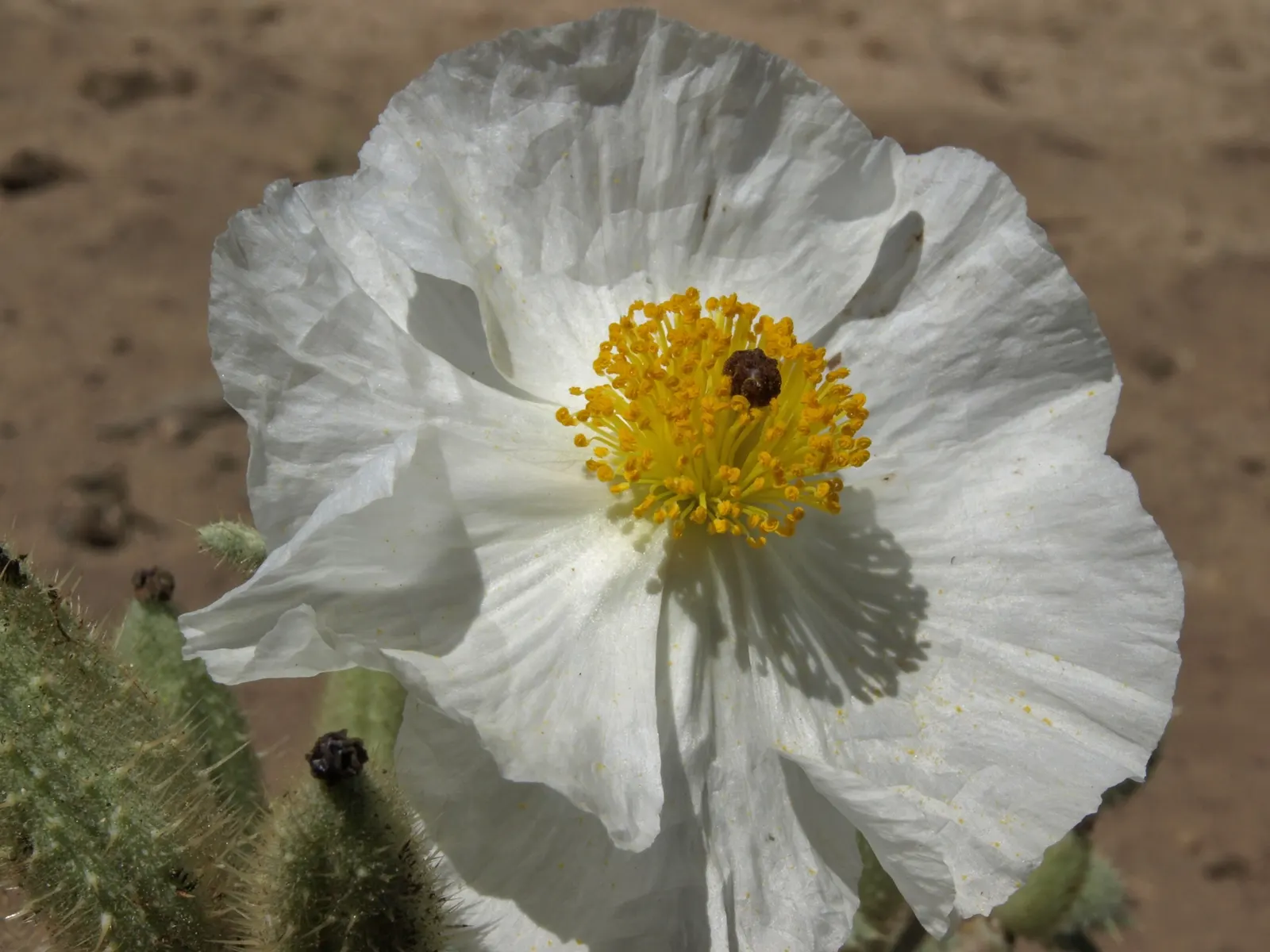 Prickly Poppy (Argemone Munita) — enhancing the garden's ecology.<br><br>Adapted to well-drained soils; and can provide a deterrent against, image 66