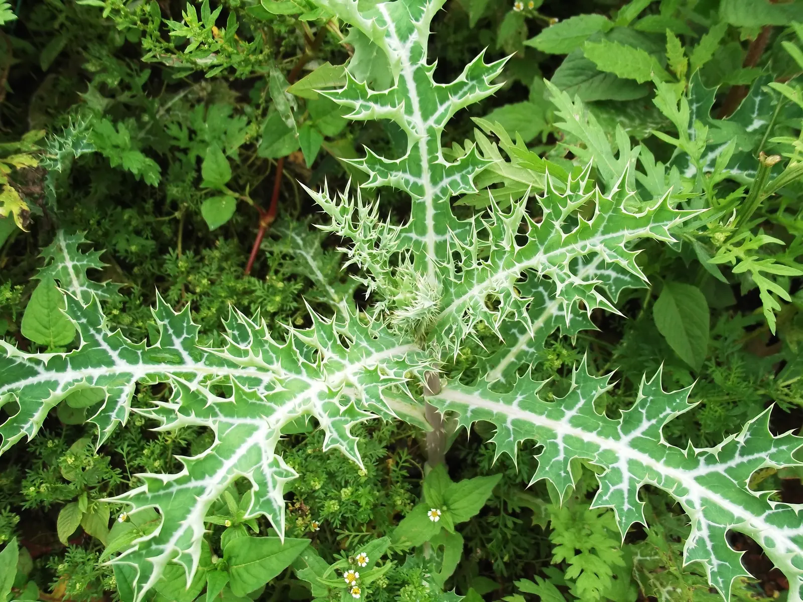Prickly Poppy (Argemone Munita) — consider it for wildflower meadows