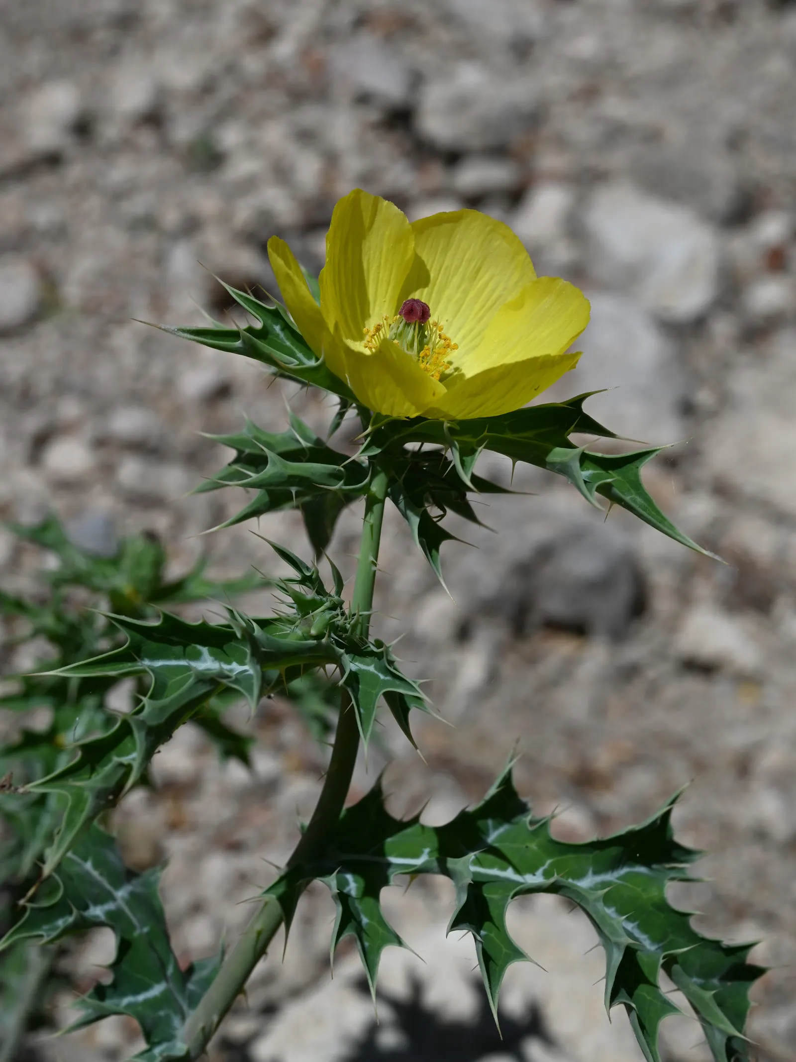 Prickly Poppy (Argemone Munita) — It reaches up to 3ft in height and 2ft in width; which bloom from late spring to early fall, image 132