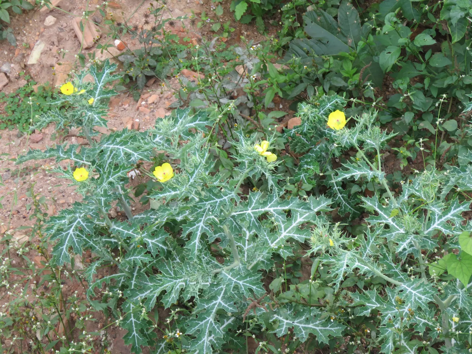 Prickly Poppy (Argemone Munita) — The blooms are characteristically pure white with a vibrant yellow center that draws in pollinators; providing a bold
