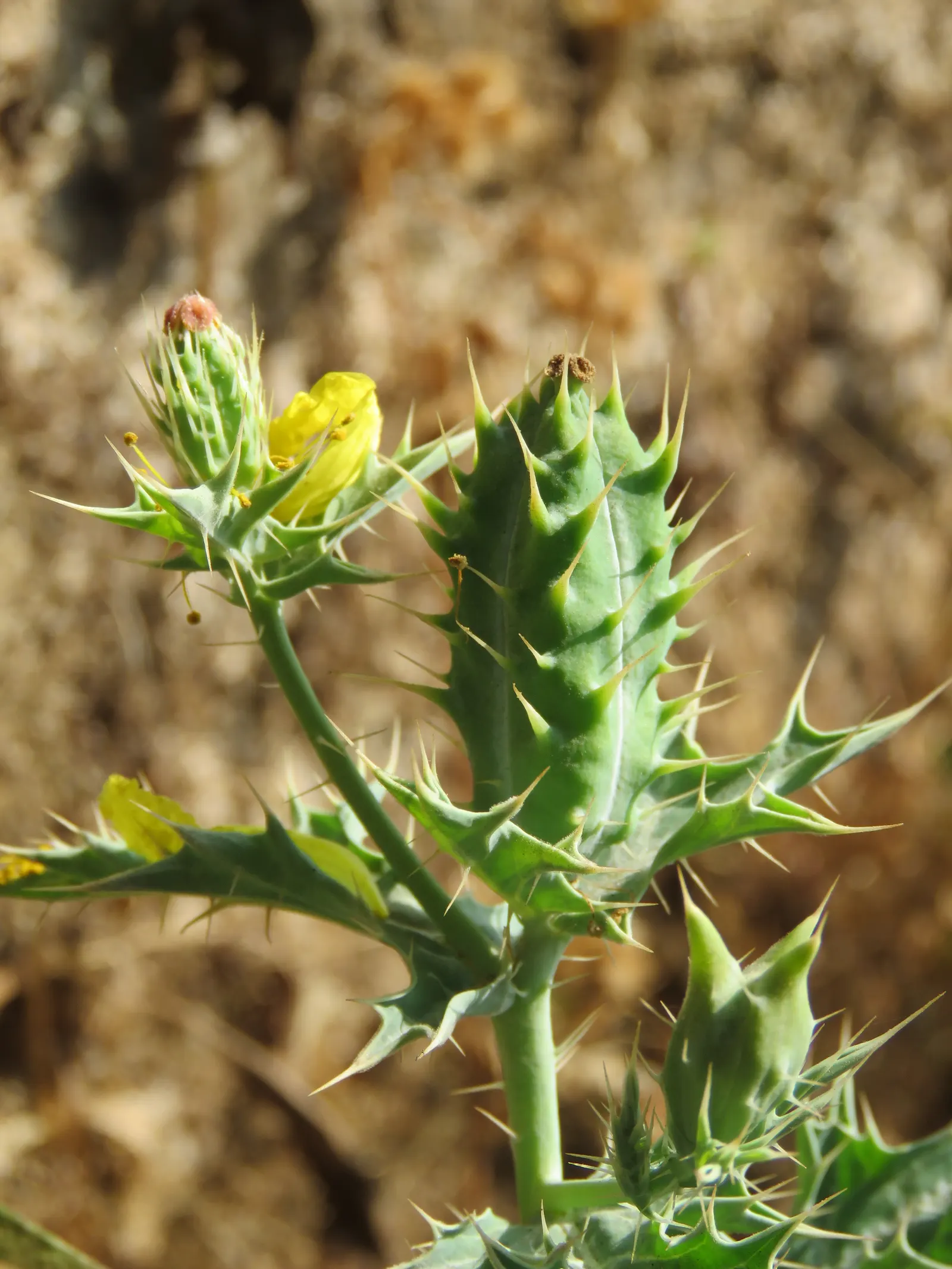 Prickly Poppy (Argemone Munita) — is a striking plant that is both visually appealing and robust; consider it for wildflower meadows