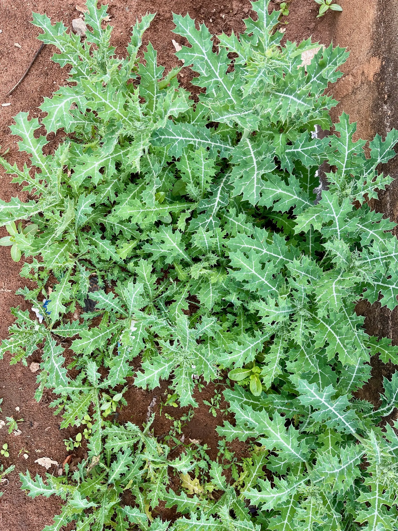 Prickly Poppy (Argemone Munita) — the Prickly Poppy is an exceptional candidate; it reaches up to 3ft in height and 2ft in width