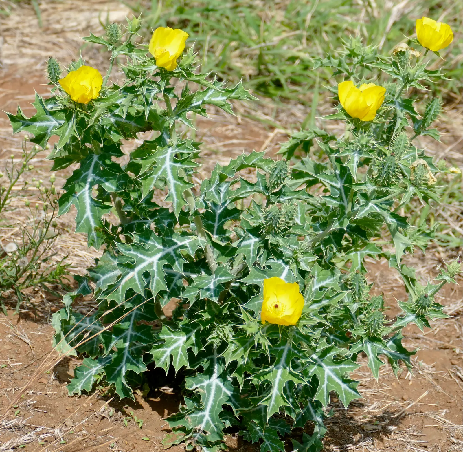 Prickly Poppy (Argemone Munita) — This North American native flourishes under full sun exposure and is highly drought tolerant; prickly Poppy, image 112