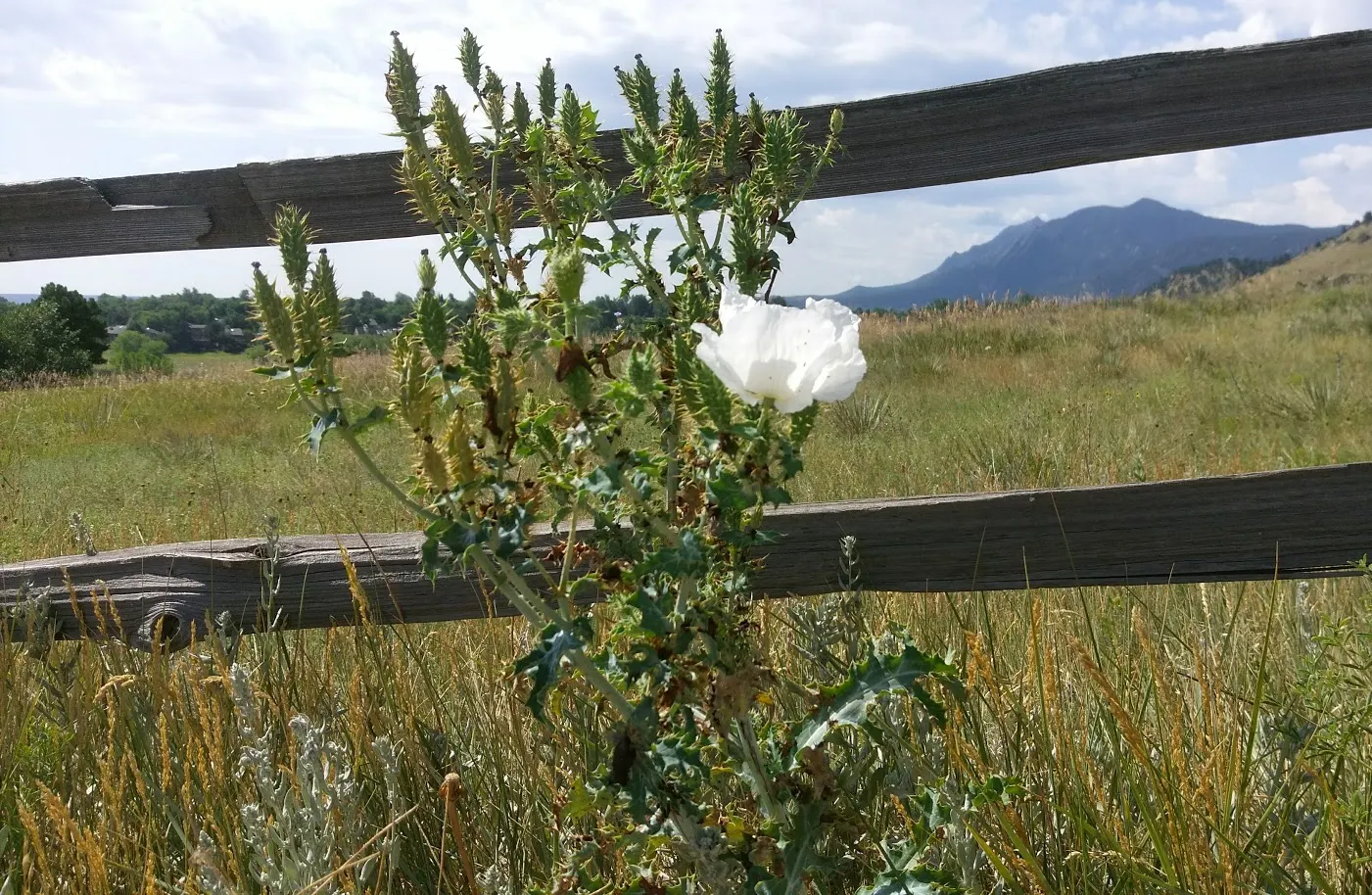 Prickly Poppy (Argemone Munita) — enhancing the garden's ecology.<br><br>Adapted to well-drained soils; and can provide a deterrent against, image 92