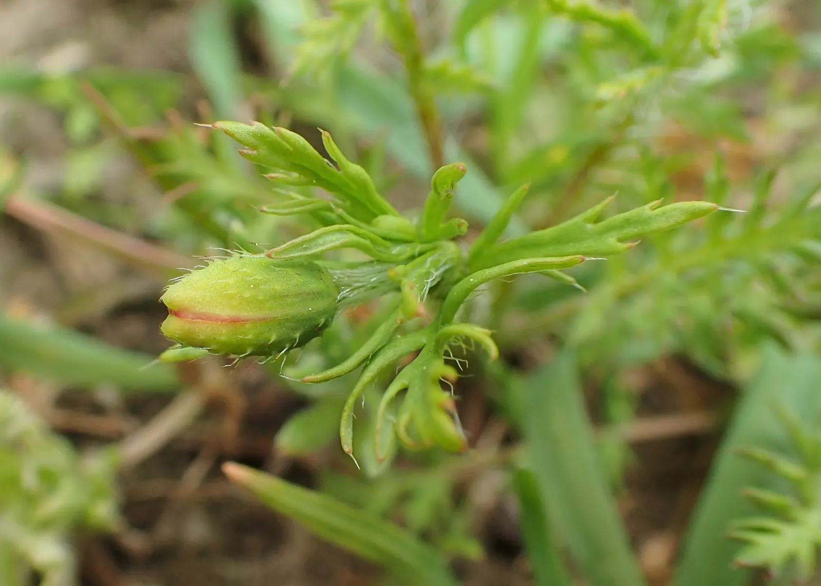 Prickly Poppy (Argemone Munita) — annual / perennial with multi-colored and white blooms; its leaves and stems are covered with spiny prickles, image 129