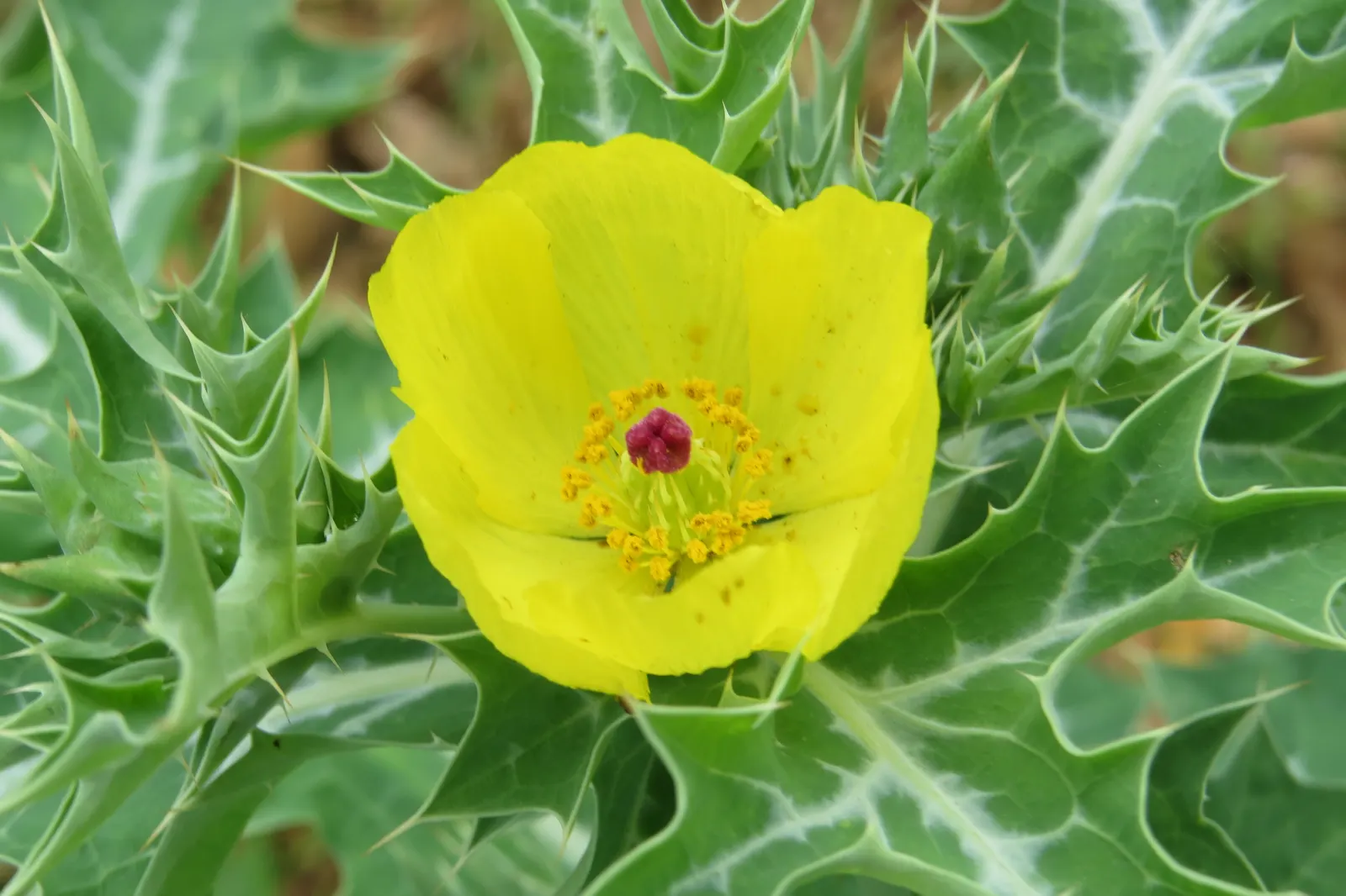 Prickly Poppy (Argemone Munita) — Its leaves and stems are covered with spiny prickles; excellent for xeriscaping, it adds texture and a vibrant, image 94
