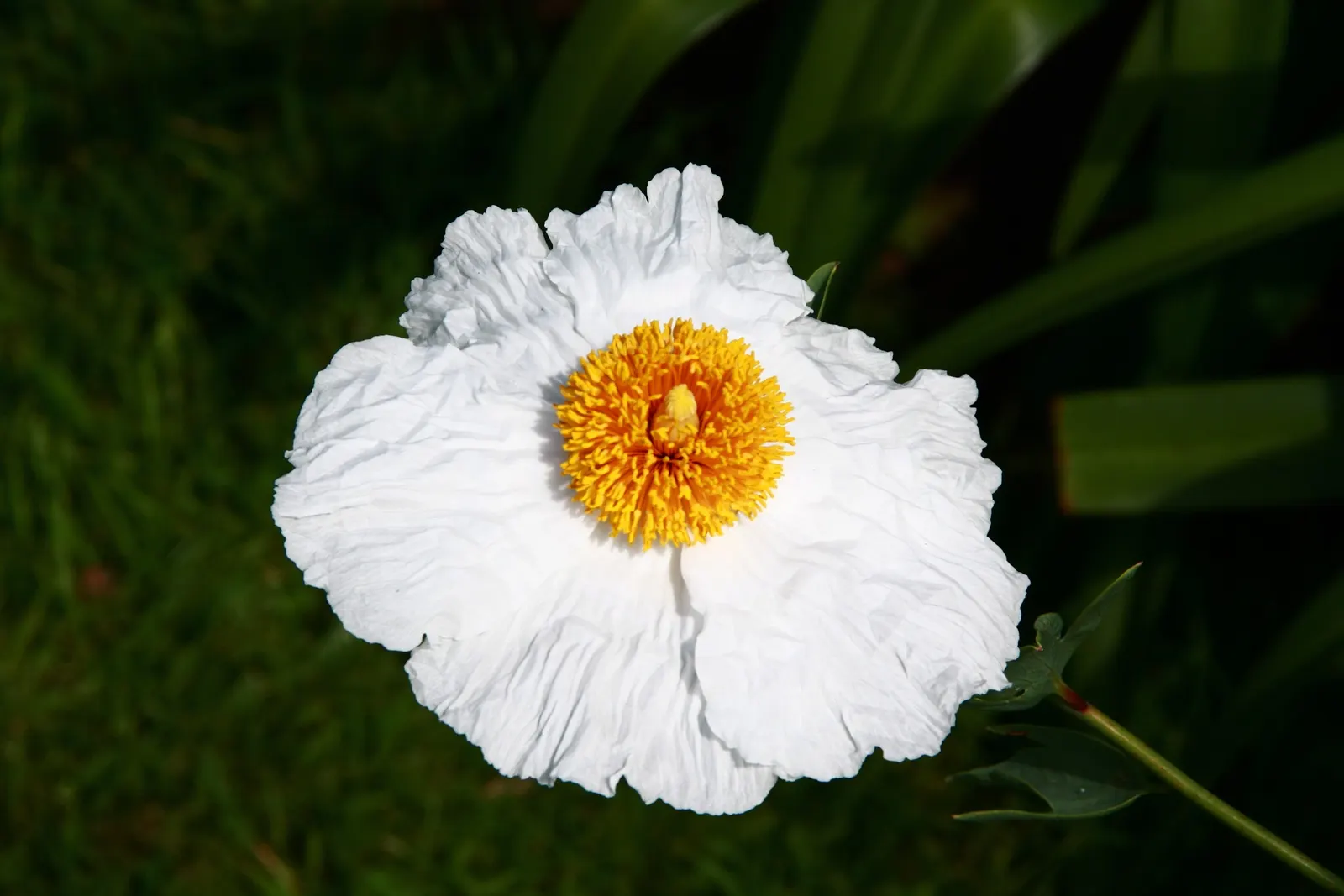 Prickly Poppy (Argemone Munita) — providing a bold vertical presence; the Argemone munita's silvery-blue foliage presents an attractive color, image 114