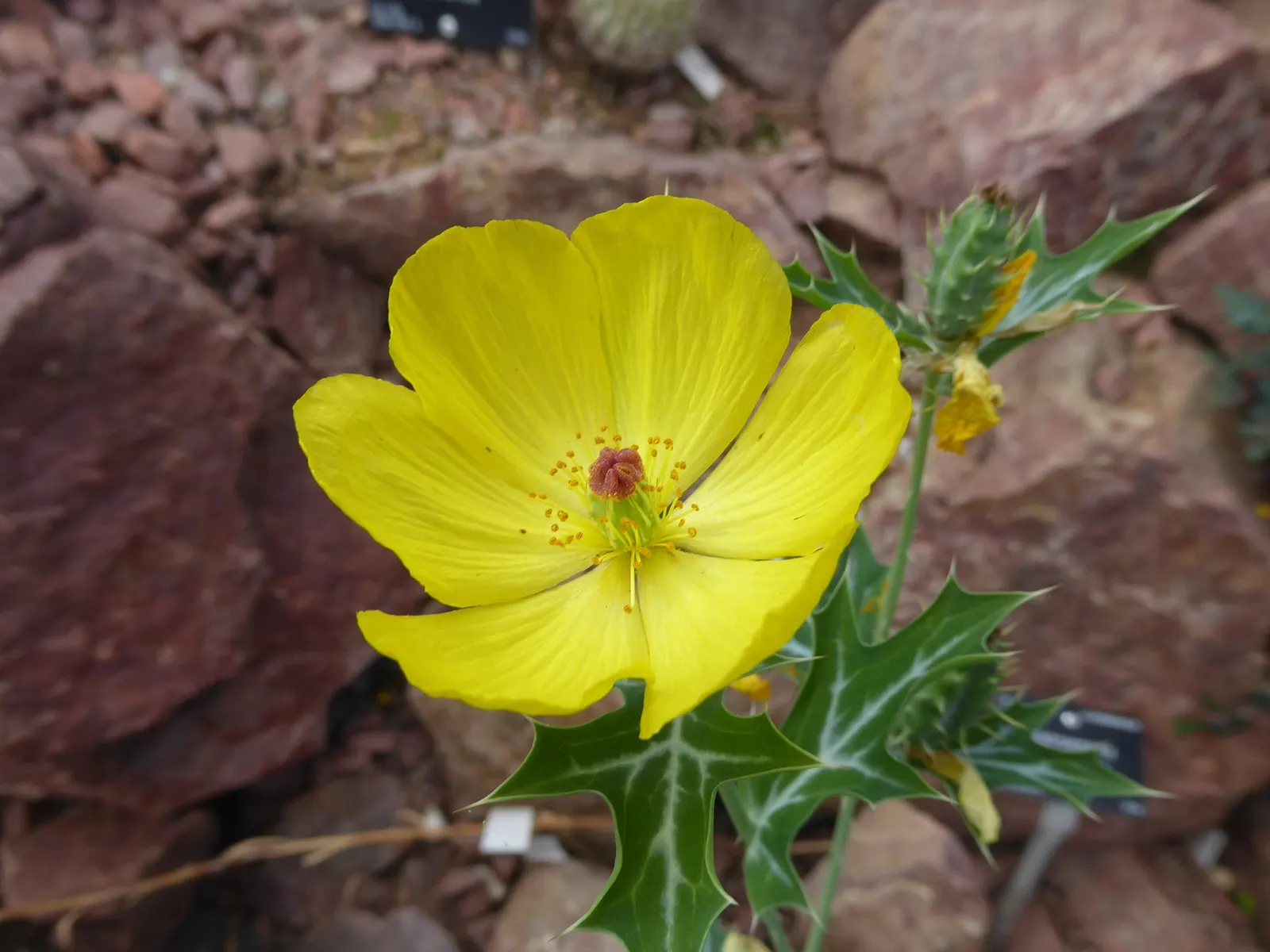 Prickly Poppy (Argemone Munita) — multi-colored and white flowers in the garden; with a spread of approximately 1 to 2 feet, image 128