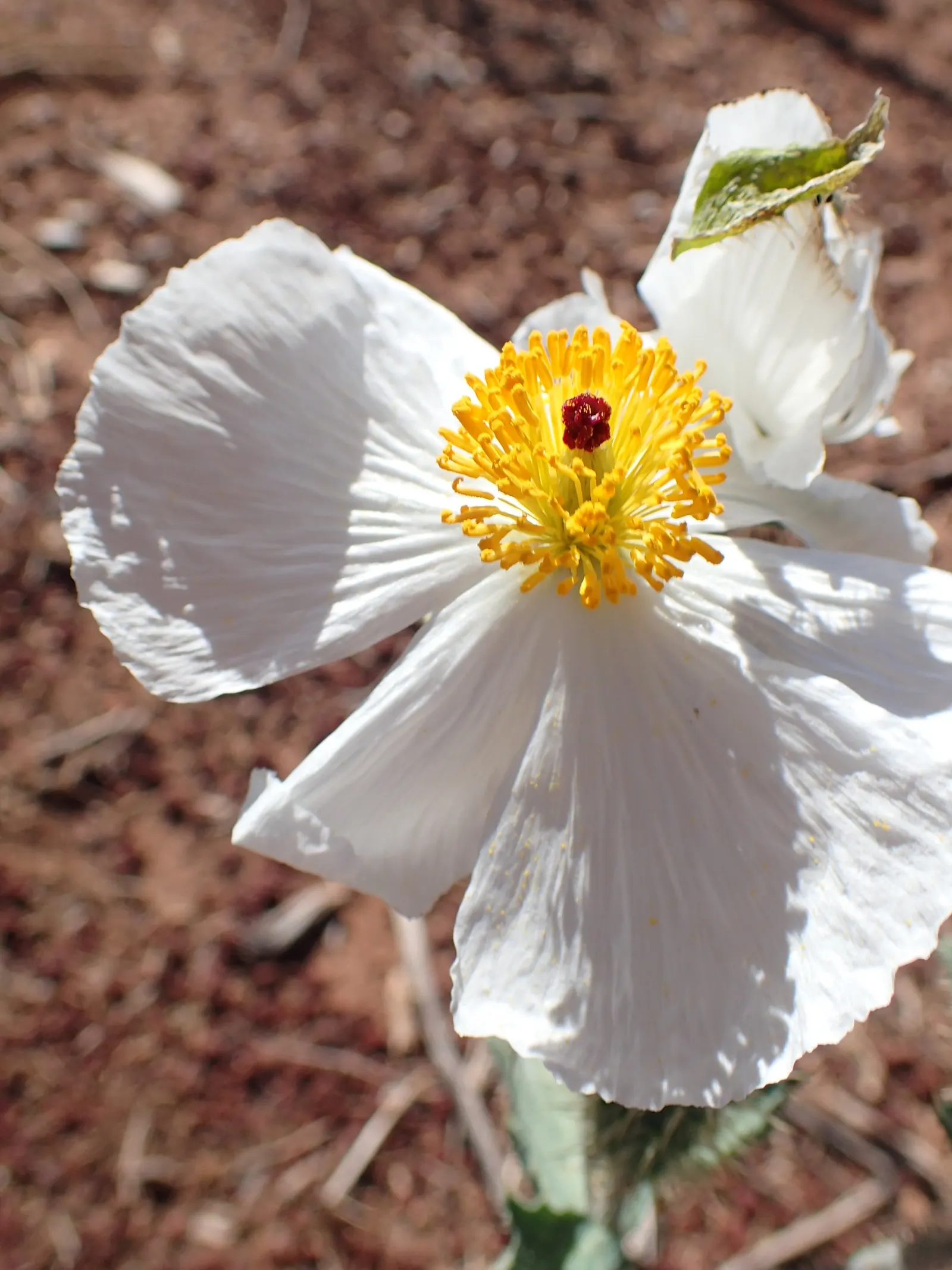 Prickly Poppy (Argemone Munita) — which bloom from late spring to early fall; drought-resistant plant with a dramatic flair