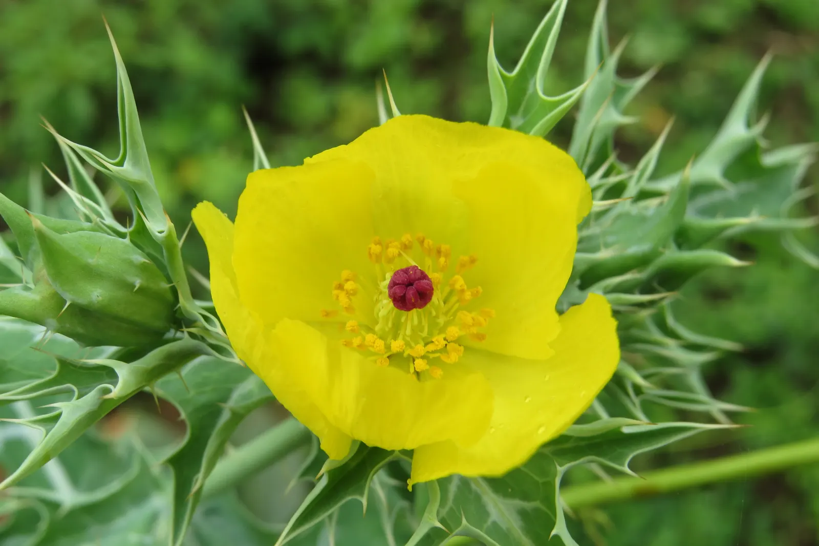 Prickly Poppy (Argemone Munita) — This North American native flourishes under full sun exposure and is highly drought tolerant; prickly Poppy (Argemone munita)