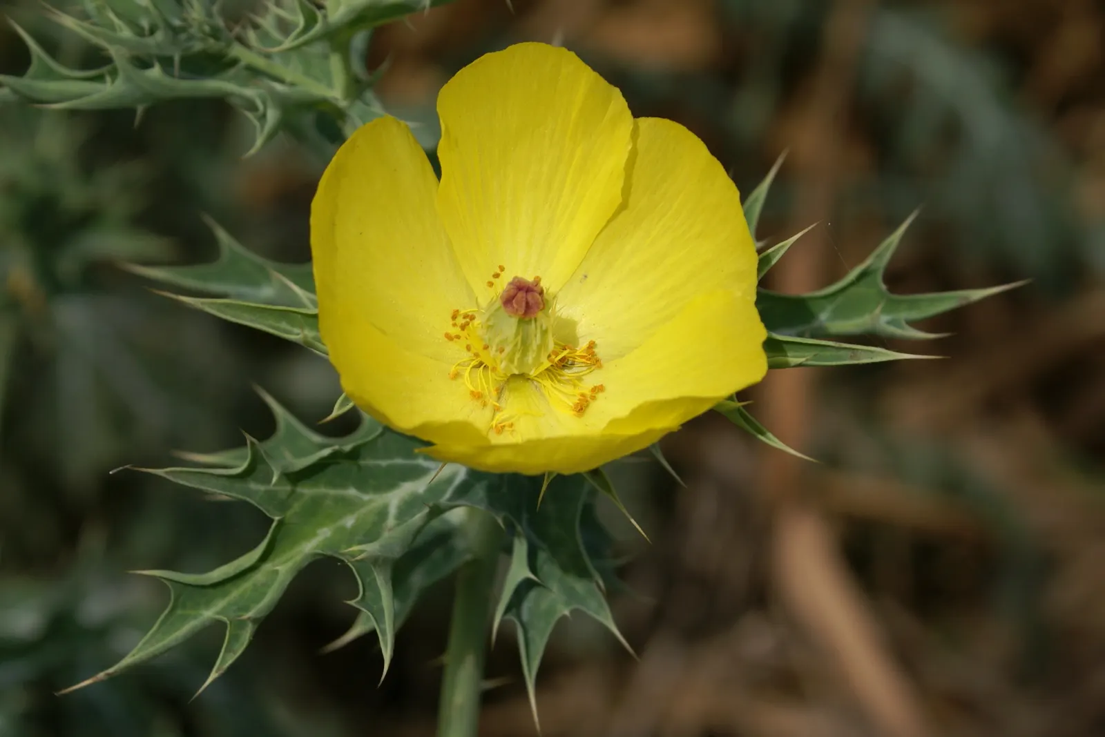 Prickly Poppy (Argemone Munita) — enhancing the garden's ecology.<br><br>Adapted to well-drained soils