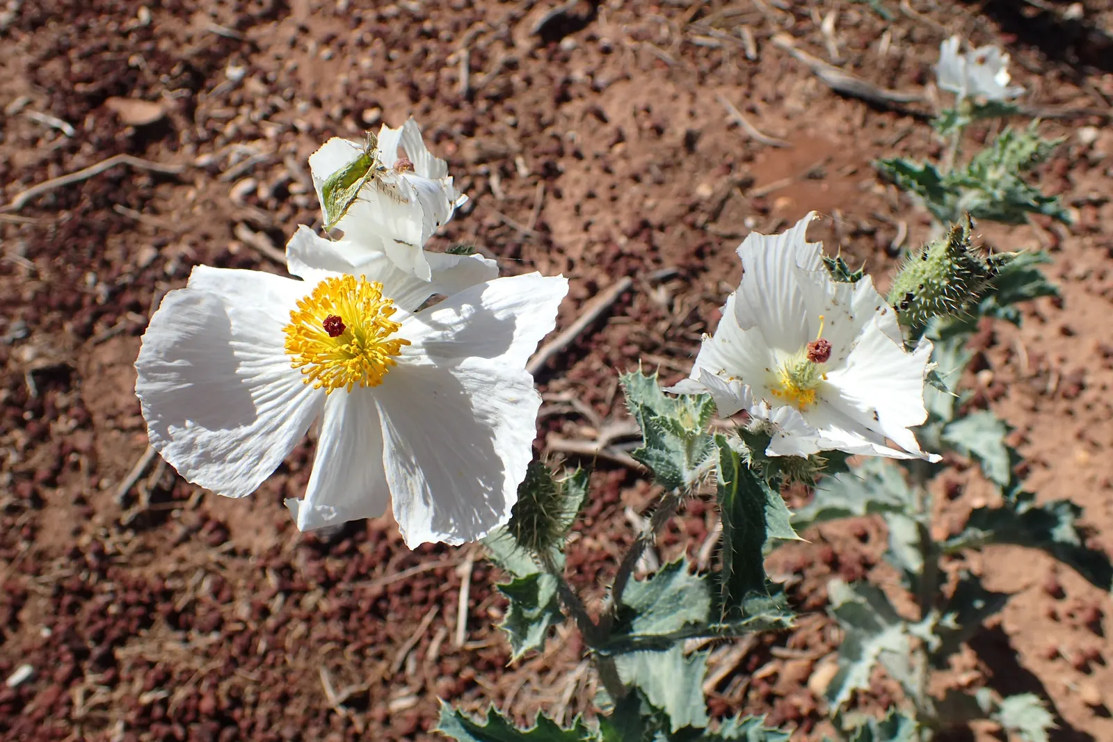 Prickly Poppy (Argemone Munita) — When integrating into landscape design; annual / perennial for full