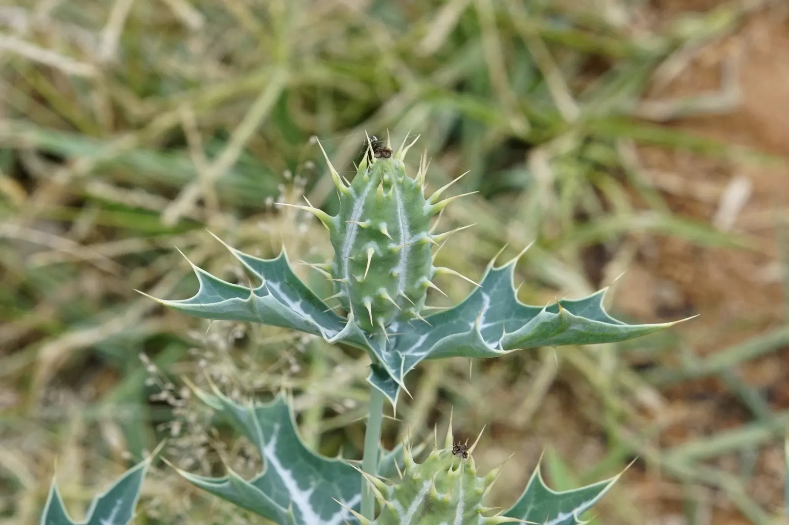 Prickly Poppy (Argemone Munita) — When integrating into landscape design