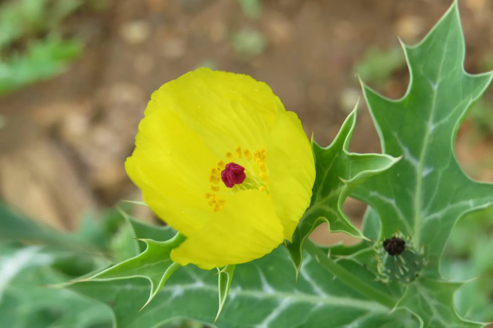 Prickly Poppy (Argemone Munita) — commonly referred to as the Prickly Poppy; the blooms are characteristically pure white with a vibrant yellow, image 110