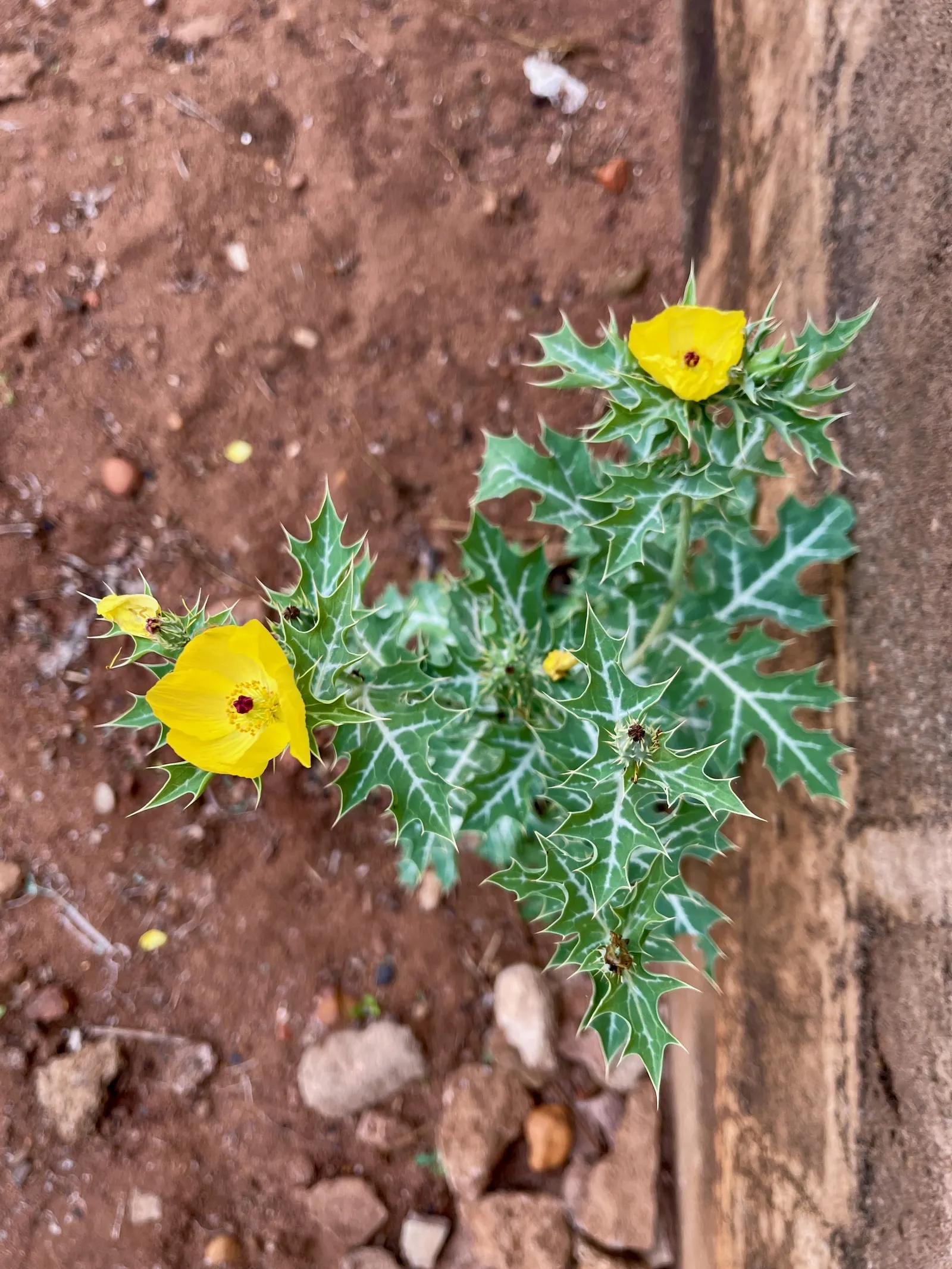 Prickly Poppy (Argemone Munita) — which bloom from late spring to early fall; drought-resistant plant with a dramatic flair, image 141