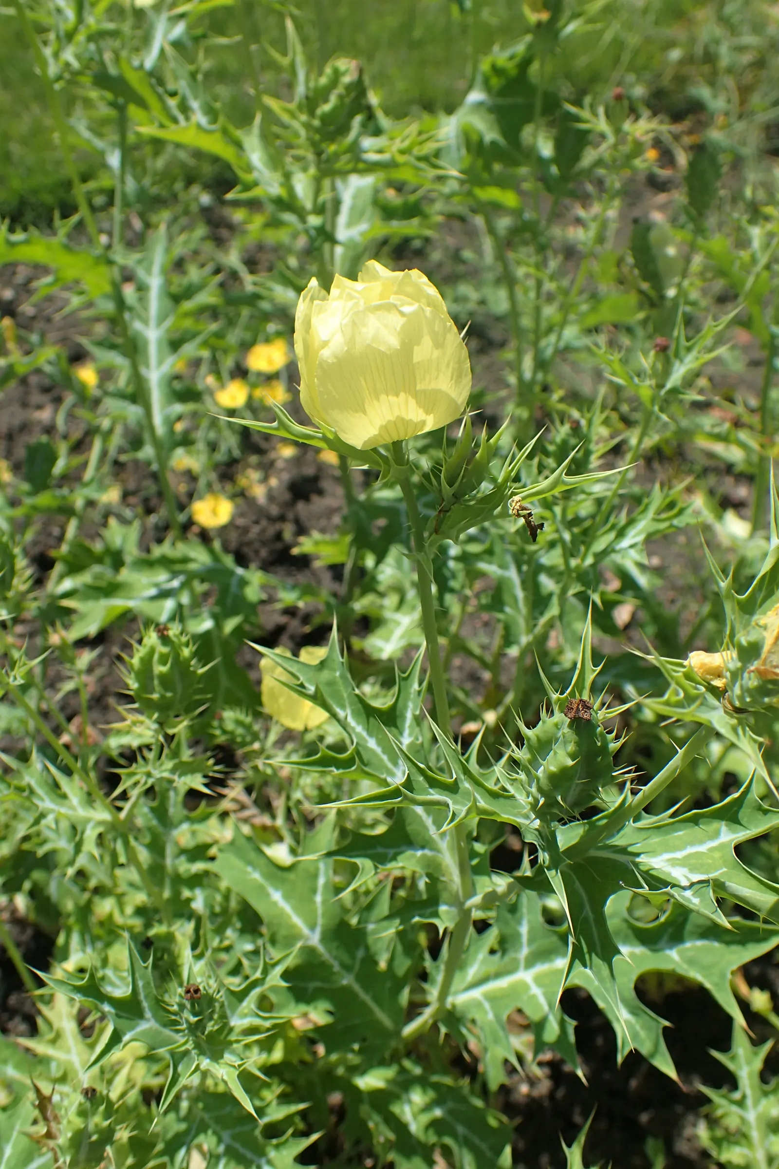 Prickly Poppy (Argemone Munita) — commonly referred to as the Prickly Poppy; the blooms are characteristically pure white with a vibrant yellow, image 136