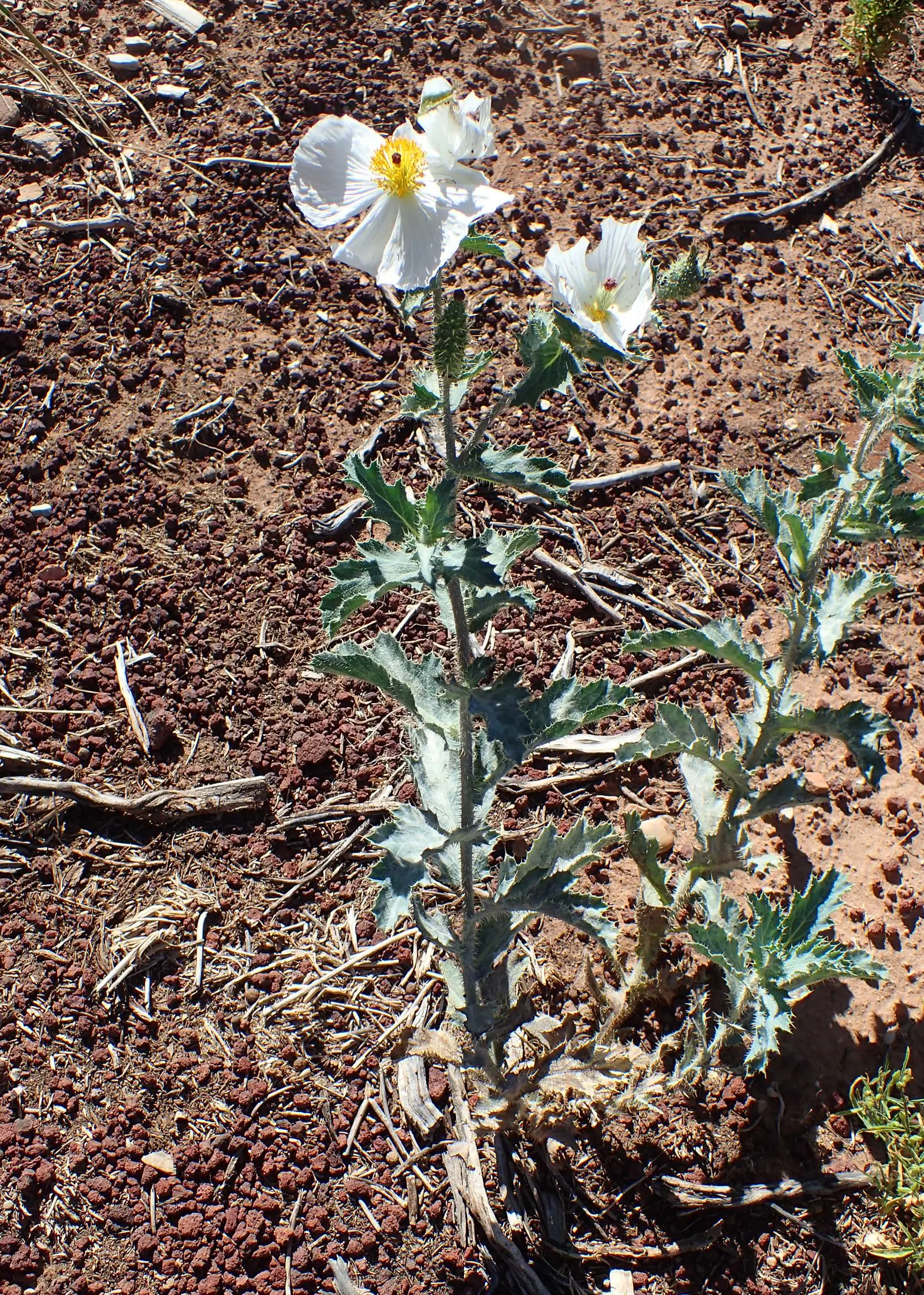 Prickly Poppy (Argemone Munita) — multi-colored and white flowers in the garden