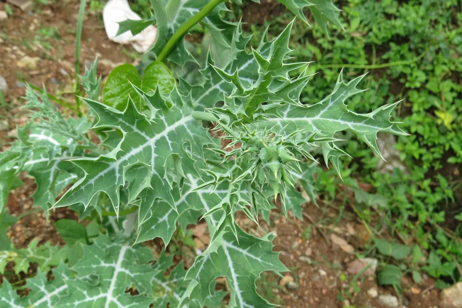 Prickly Poppy (Argemone Munita) — consider it for wildflower meadows; is a striking plant that is both visually appealing and robust, image 72