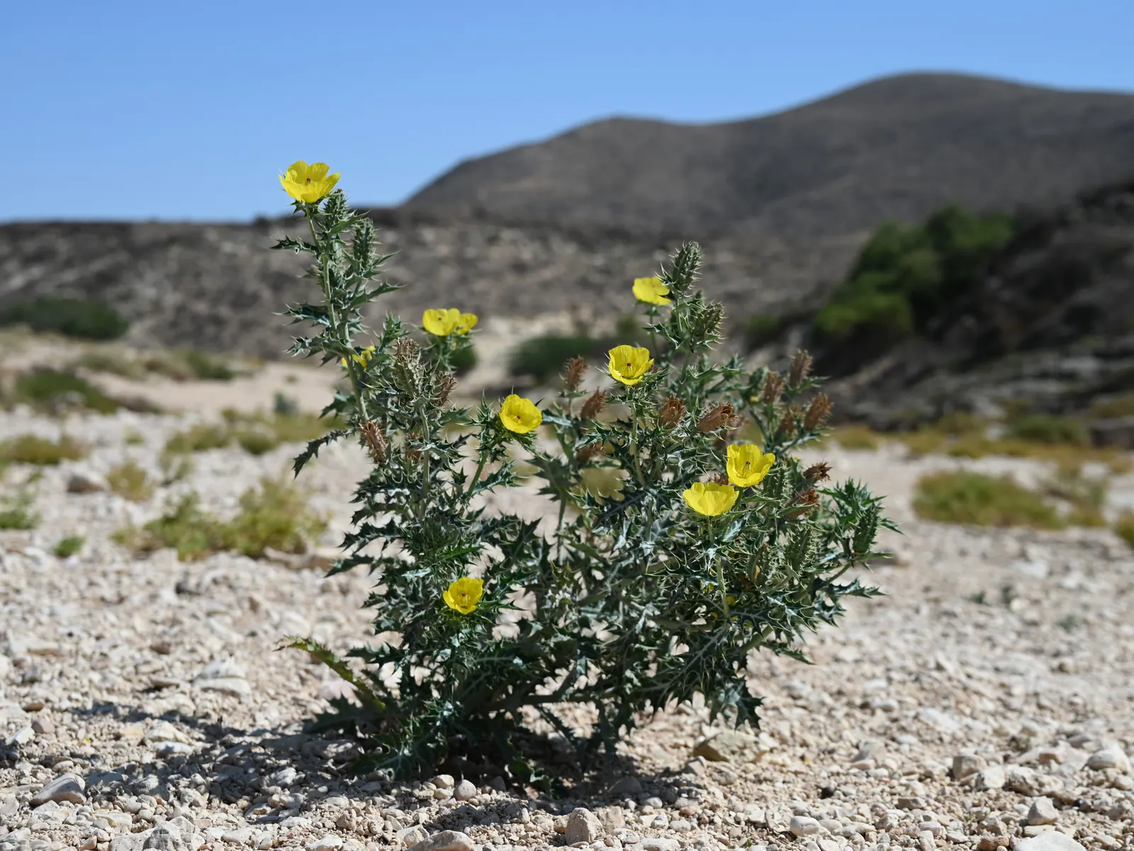 Prickly Poppy (Argemone Munita) — The blooms are characteristically pure white with a vibrant yellow center that draws in pollinators; providing a, image 91