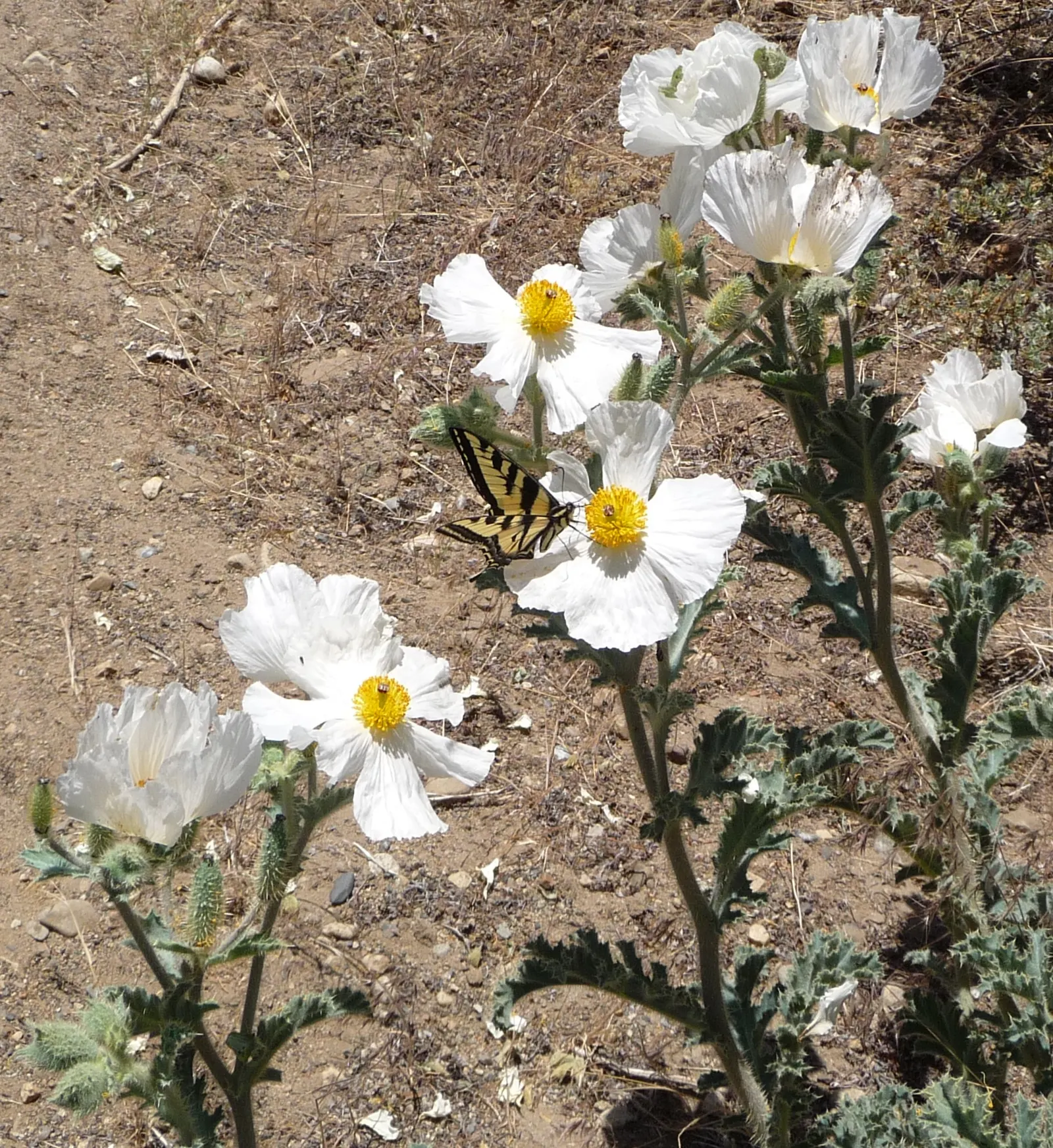 Prickly Poppy (Argemone Munita) — white to yellow flowers up to 6in across atop blue-green; the Prickly Poppy can thrive in USDA zones 7 through 10, image 107
