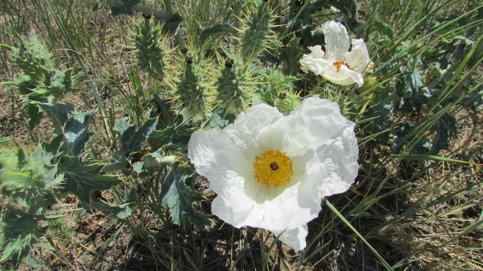 Prickly Poppy (Argemone Munita) — annual / perennial for full; the Prickly Poppy is an exceptional candidate