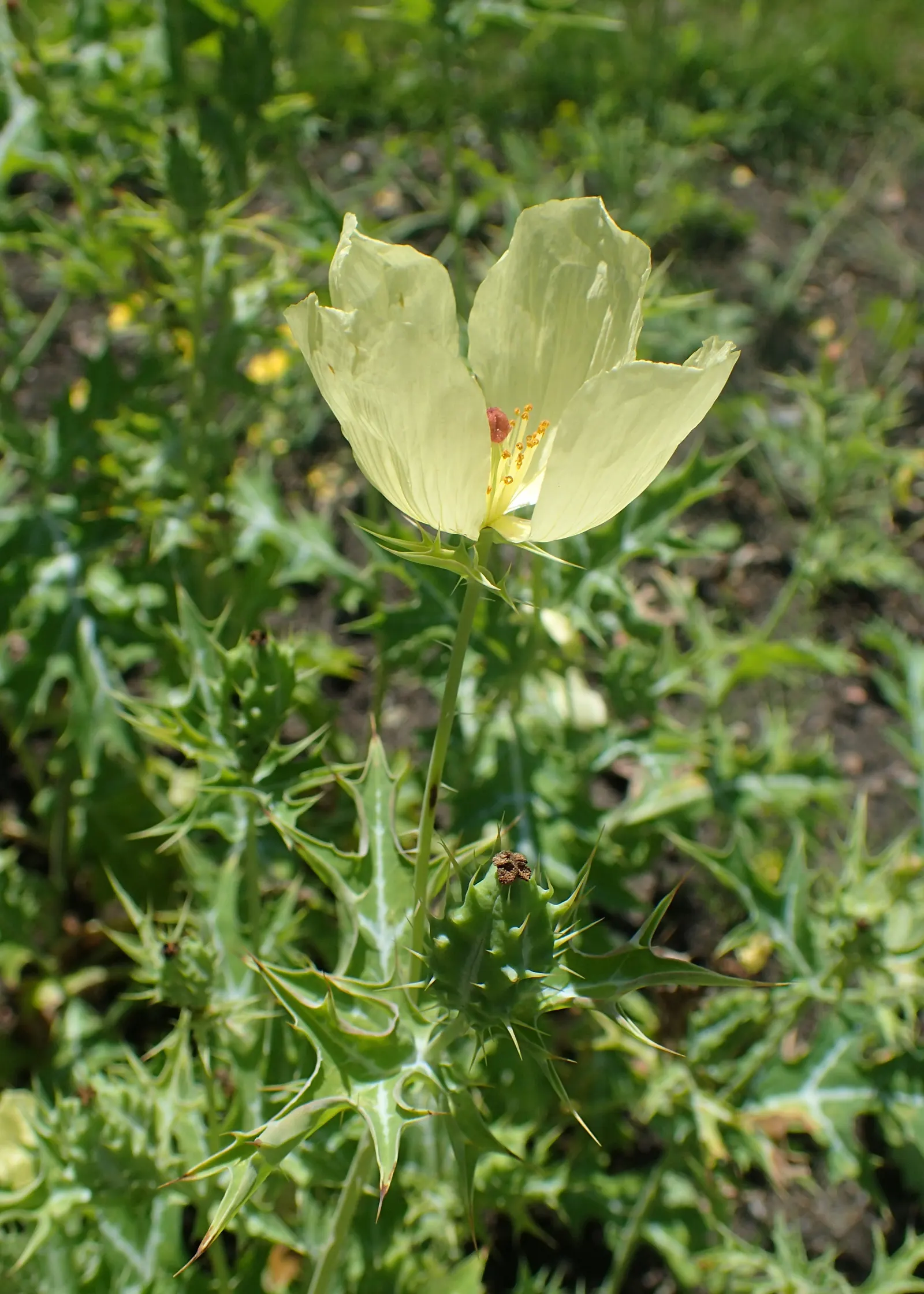 Prickly Poppy (Argemone Munita) — providing a bold vertical presence