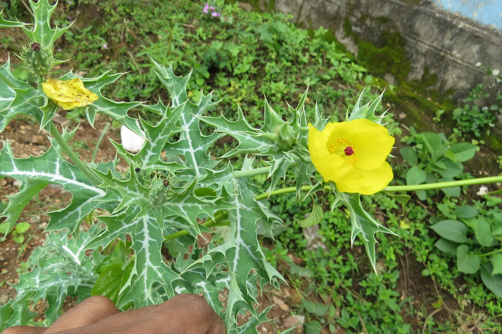 Prickly Poppy (Argemone Munita) — is a striking plant that is both visually appealing and robust; consider it for wildflower meadows, image 111