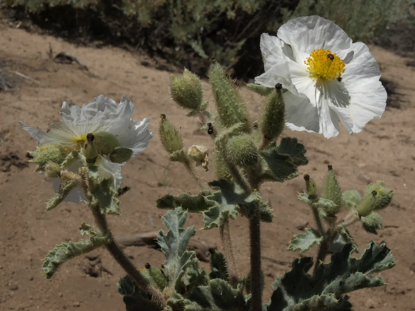Prickly Poppy (Argemone Munita) — Despite its prickly nature; enhancing the garden's ecology.<br><br>Adapted to well-drained soils, image 73