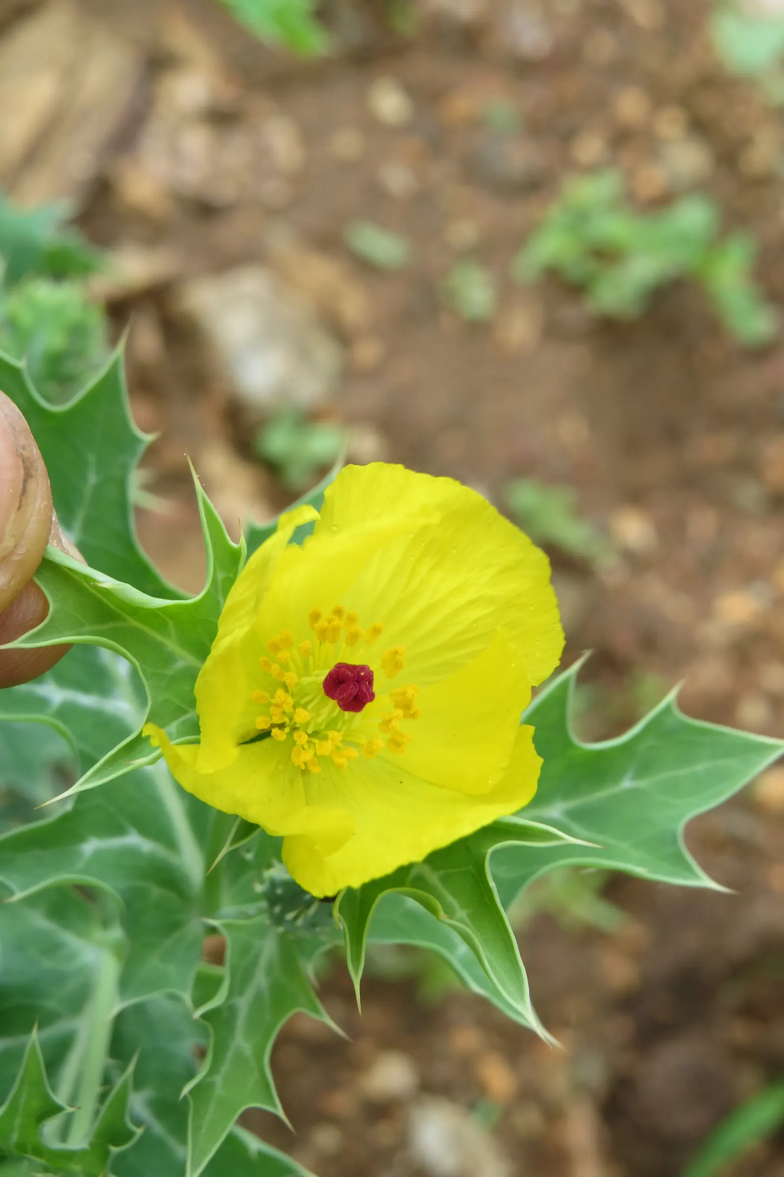 Prickly Poppy (Argemone Munita) — are large with a diameter ranging from 3 to 6 inches; white to yellow flowers up to 6in across atop blue-green, image 116