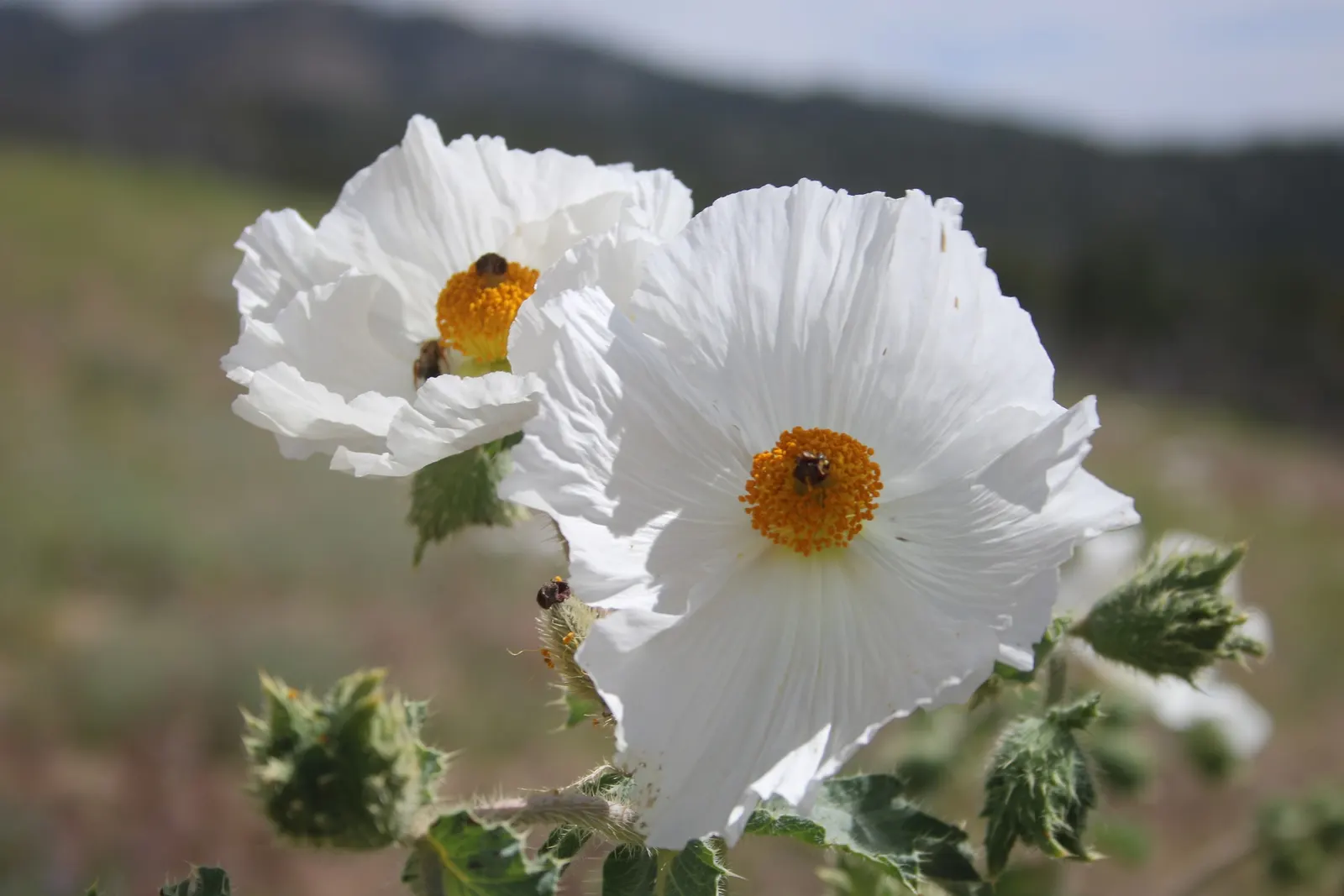 Prickly Poppy (Argemone Munita) — annual / perennial for full; the Prickly Poppy is an exceptional candidate, image 130