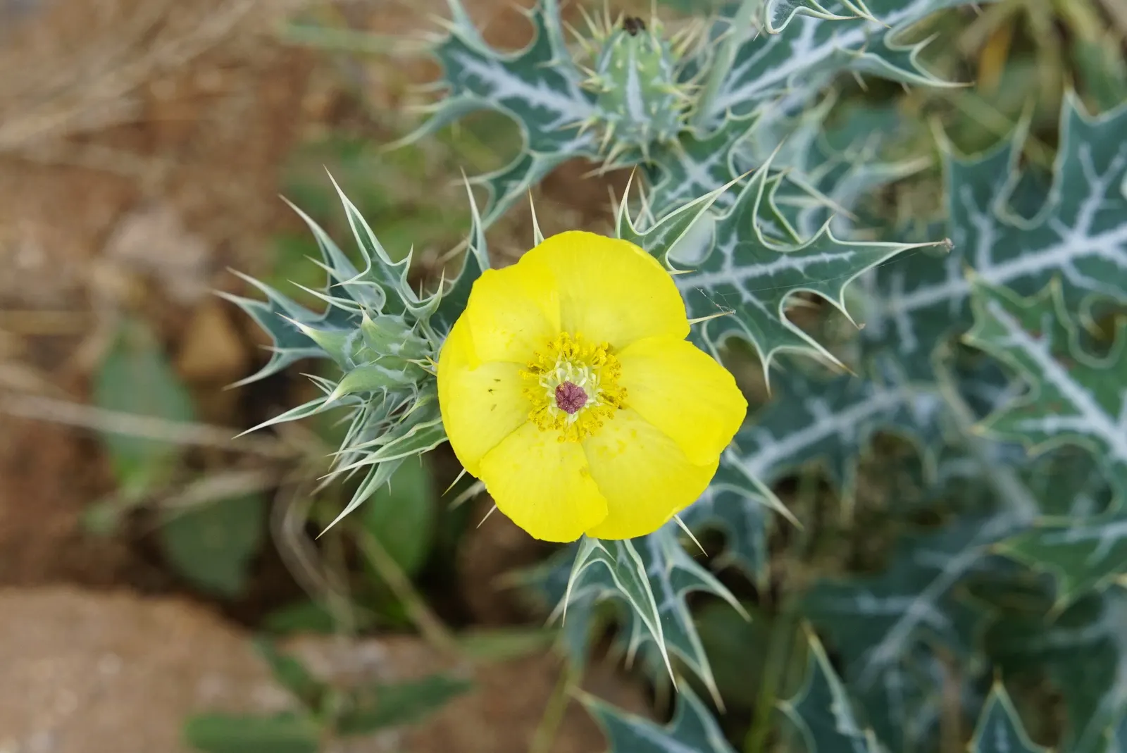 Prickly Poppy (Argemone Munita) — enhancing the garden's ecology.<br><br>Adapted to well-drained soils; and can provide a deterrent against browsing by small