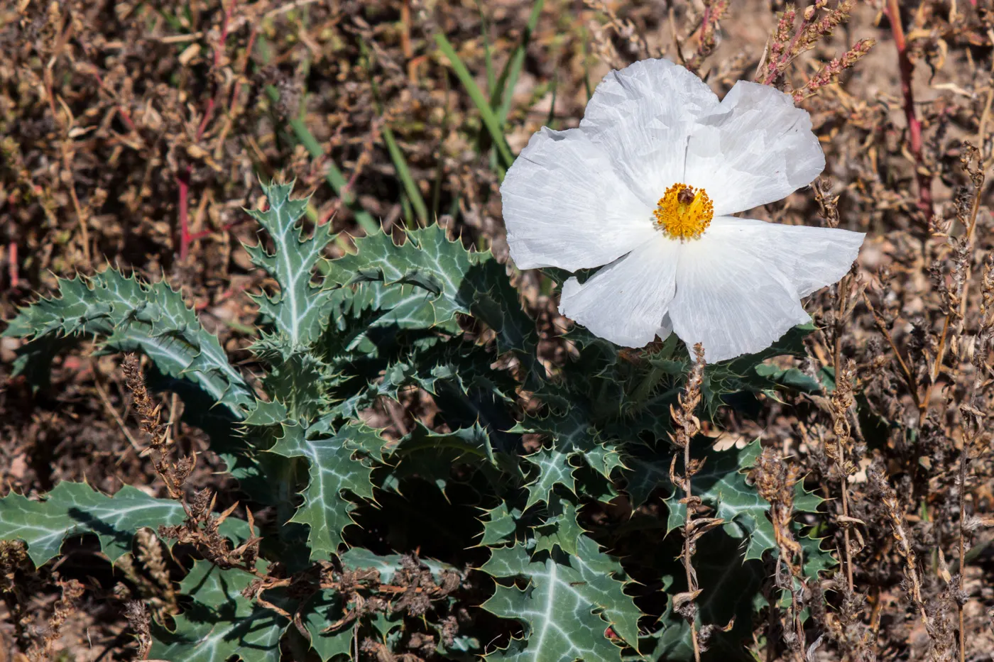 Prickly Poppy (Argemone Munita) — Prickly Poppy (Argemone munita) is a striking perennial with a bold presence; blooming from spring to summer, this, image 79