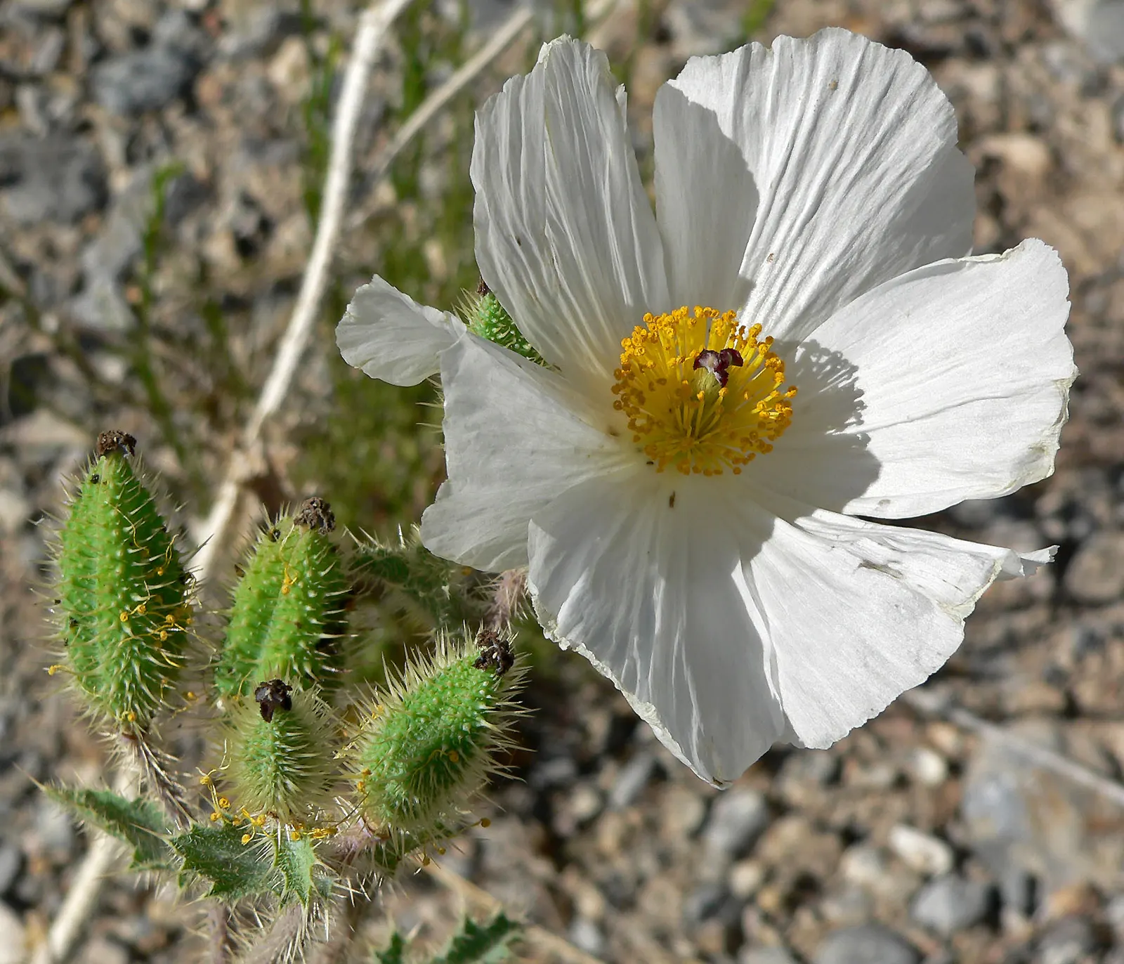 Prickly Poppy (Argemone Munita) — the Prickly Poppy can thrive in USDA zones 7 through 10