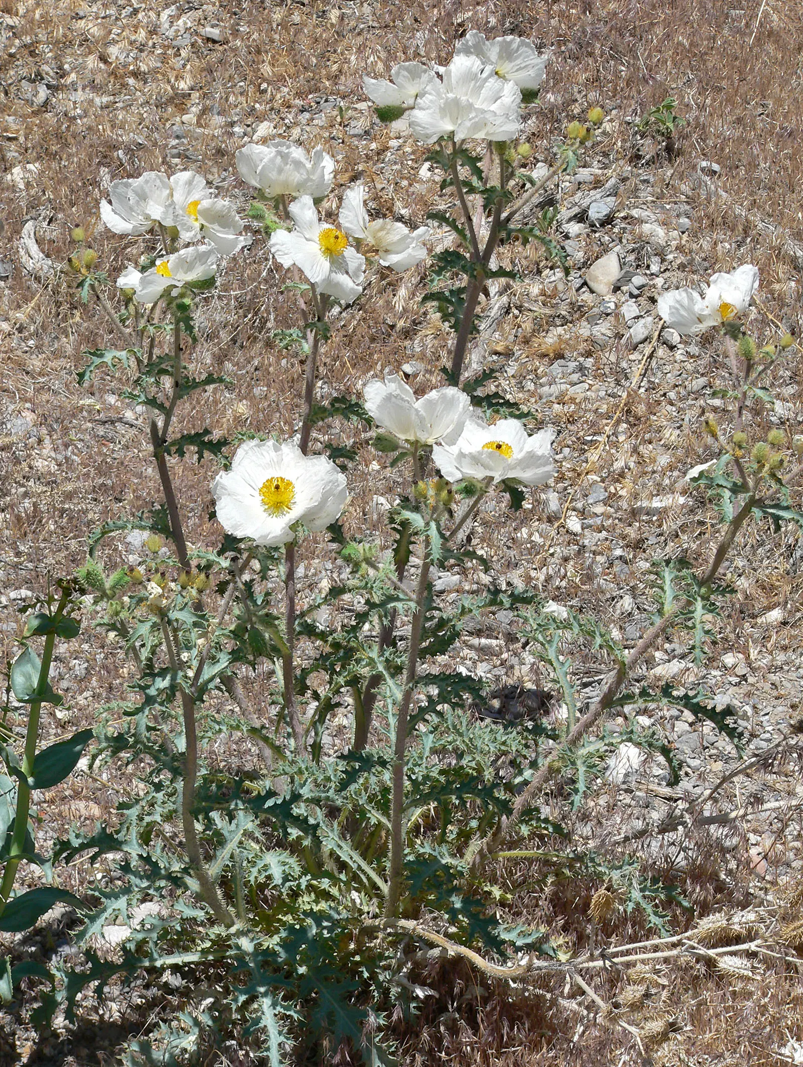 Prickly Poppy (Argemone Munita) — This North American native flourishes under full sun exposure and is highly drought tolerant; prickly Poppy, image 60