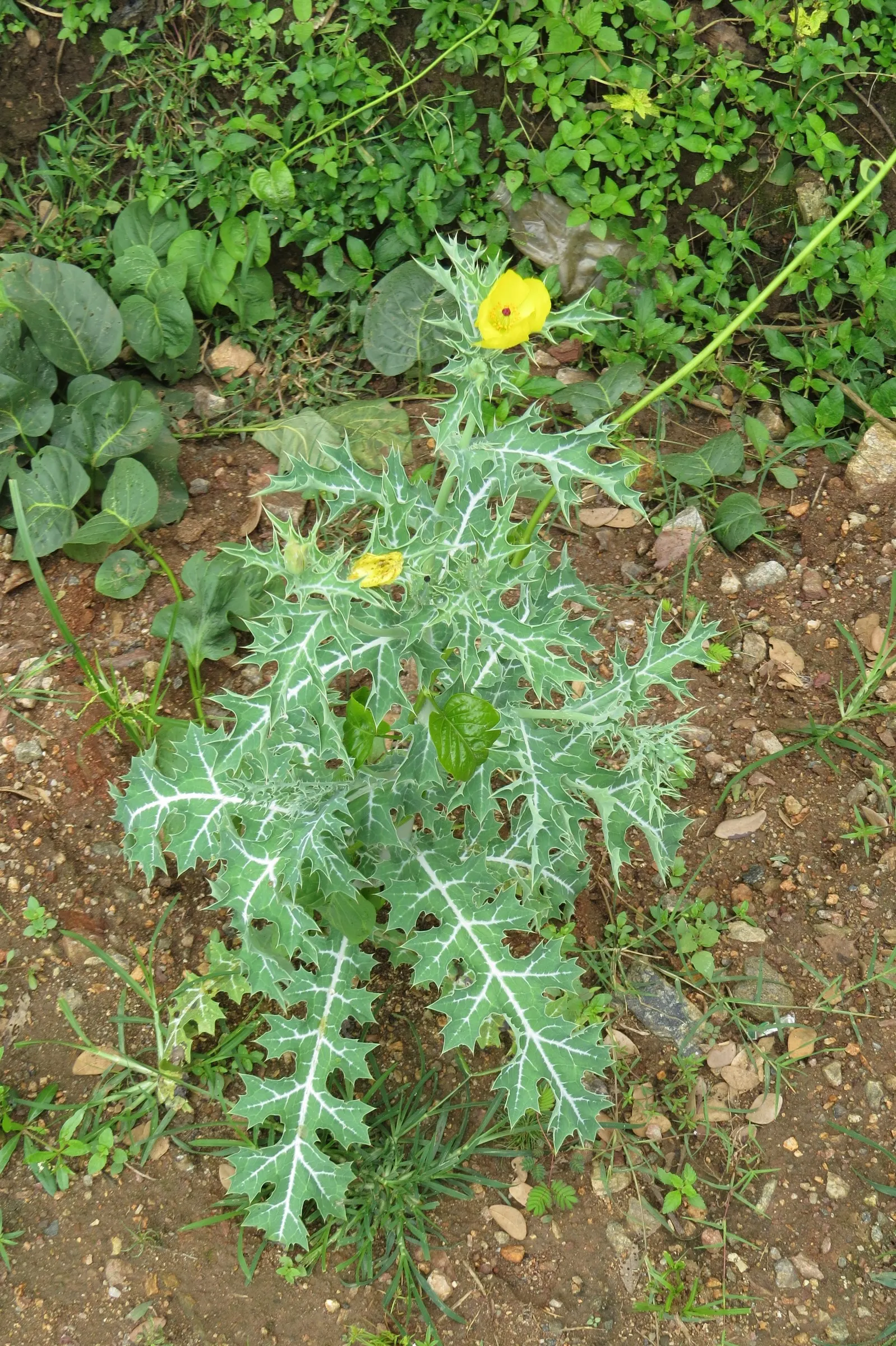 Prickly Poppy (Argemone Munita) — with a spread of approximately 1 to 2 feet; this North American native flourishes under full sun exposure and is, image 87