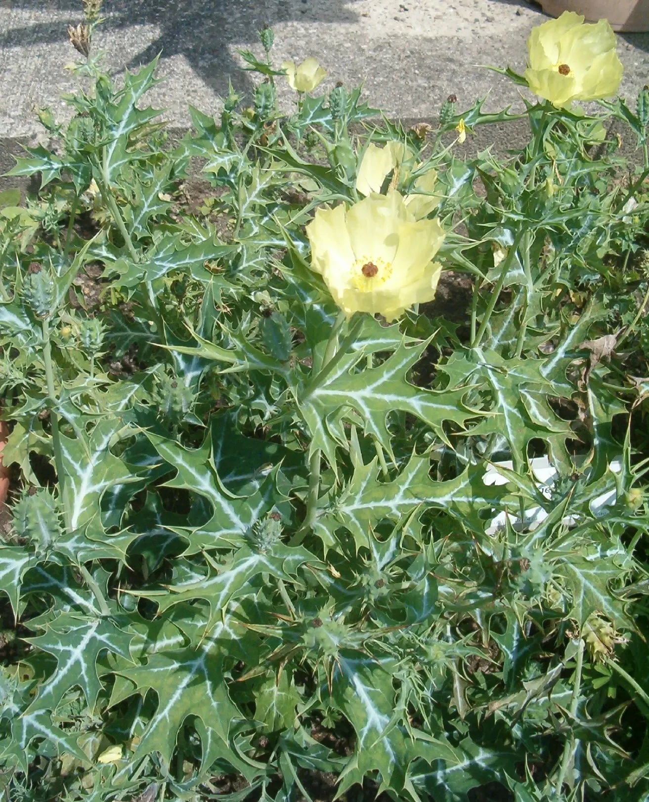 Prickly Poppy (Argemone Munita) — Blooming from spring to summer, this drought-tolerant plant thrives in full sun and well-drained soils; annual /, image 134