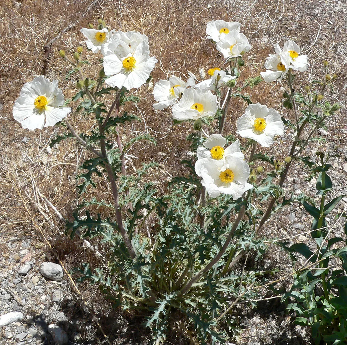 Prickly Poppy (Argemone Munita) — enhancing the garden's ecology.<br><br>Adapted to well-drained soils; and can provide a deterrent against, image 118