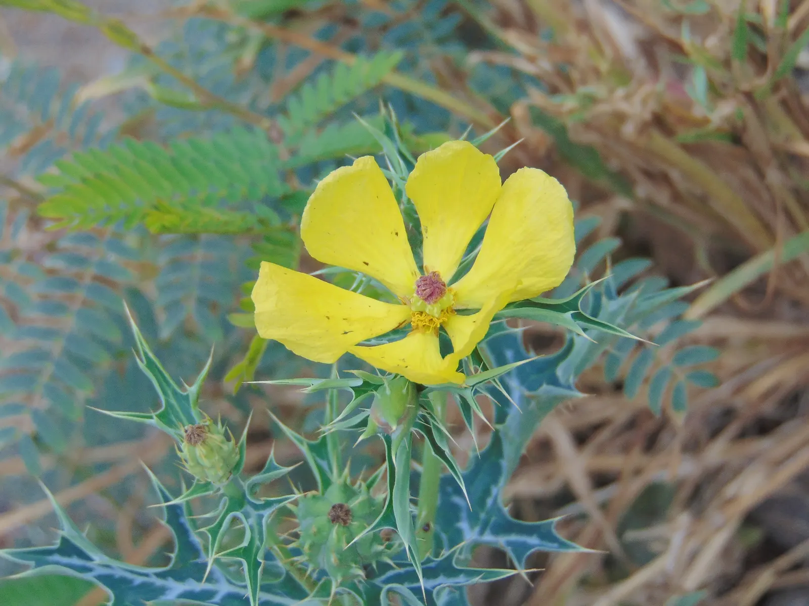 Prickly Poppy (Argemone Munita) — the Prickly Poppy is an exceptional candidate; it reaches up to 3ft in height and 2ft in width, image 127