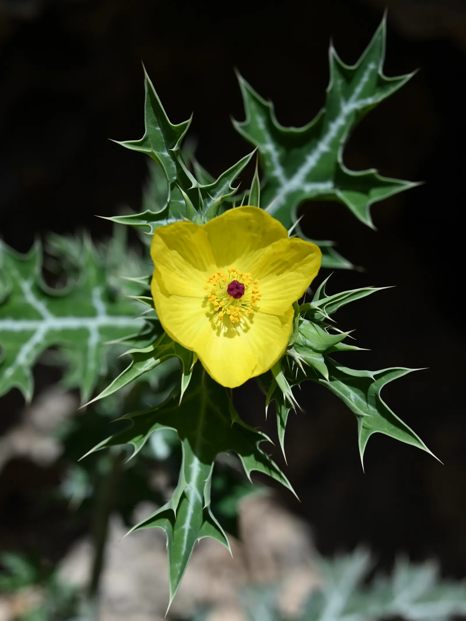 Prickly Poppy (Argemone Munita) — drought-resistant plant with a dramatic flair