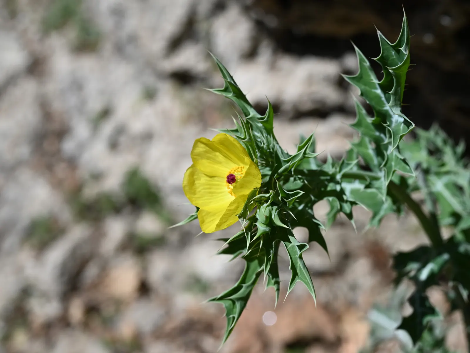 Prickly Poppy (Argemone Munita) — is a striking plant that is both visually appealing and robust; consider it for wildflower meadows, image 59